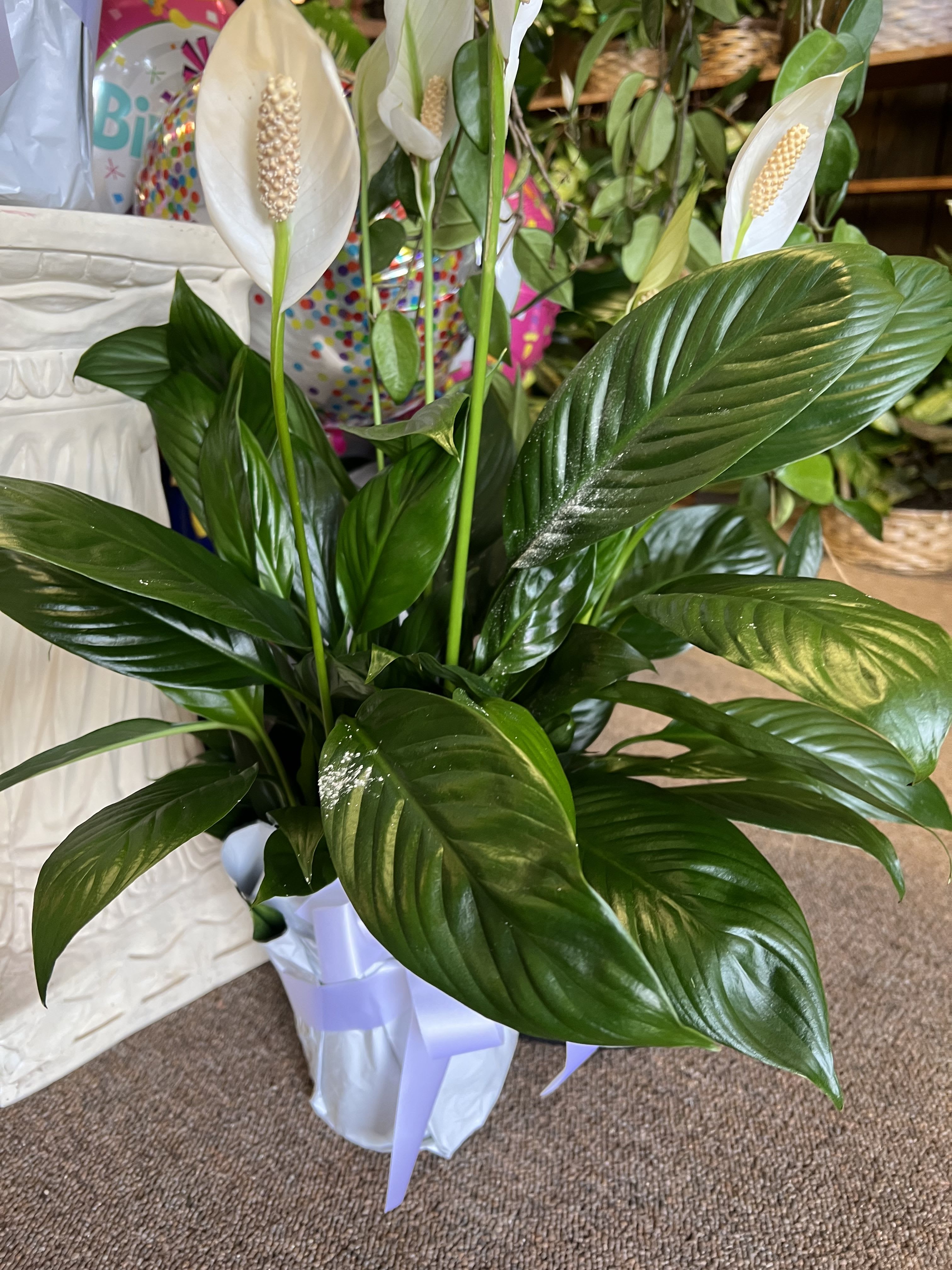 Peace Lily Plant - Standard:  6" pot Deluxe:      8" pot Premium:  10" pot