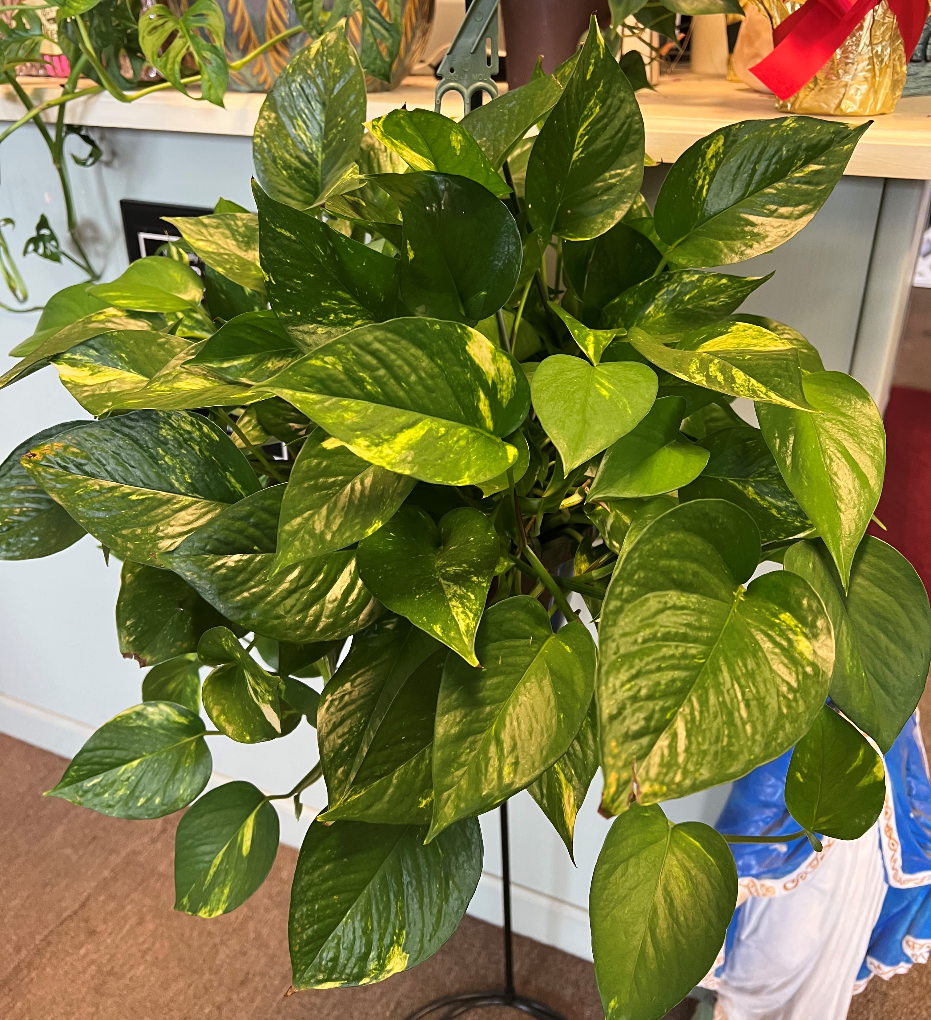 Pothos Plant - 8" pothos plant in a hanging basket, includes bow  Color of leaves may vary from varigated or green
