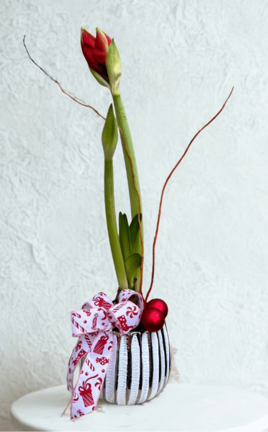 Amaryllis - Planted Amaryllis to bloom beautiful all season. Container &amp; Bow will vary.