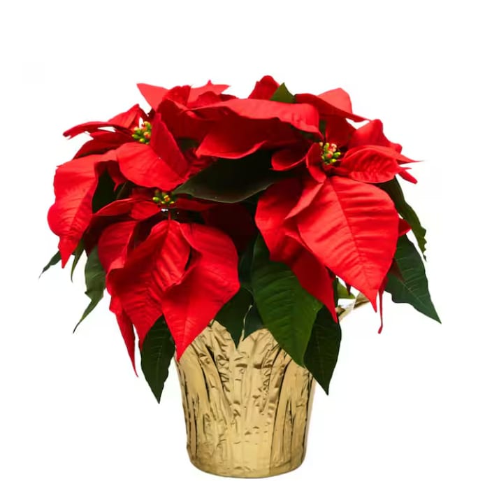 Poinsettia - Bring home the timeless beauty of the holiday season with our premium Poinsettias. Known as the classic Christmas flower, these vibrant plants feature lush green foliage topped with bold, eye-catching bracts in rich seasonal colors. Whether displayed on a tabletop, entryway, or given as a thoughtful gift, poinsettias add instant warmth and festive charm to any space.  Grown with expert care, our poinsettias are full, healthy, and long-lasting—perfect for brightening your home all season long. Easy to maintain and stunning to admire, they’re a must-have for holiday decorating.  Available in multiple sizes and colors. Perfect for gifting, home décor, offices, and holiday events.  Bring the spirit of Christmas to life with a beautiful poinsettia!