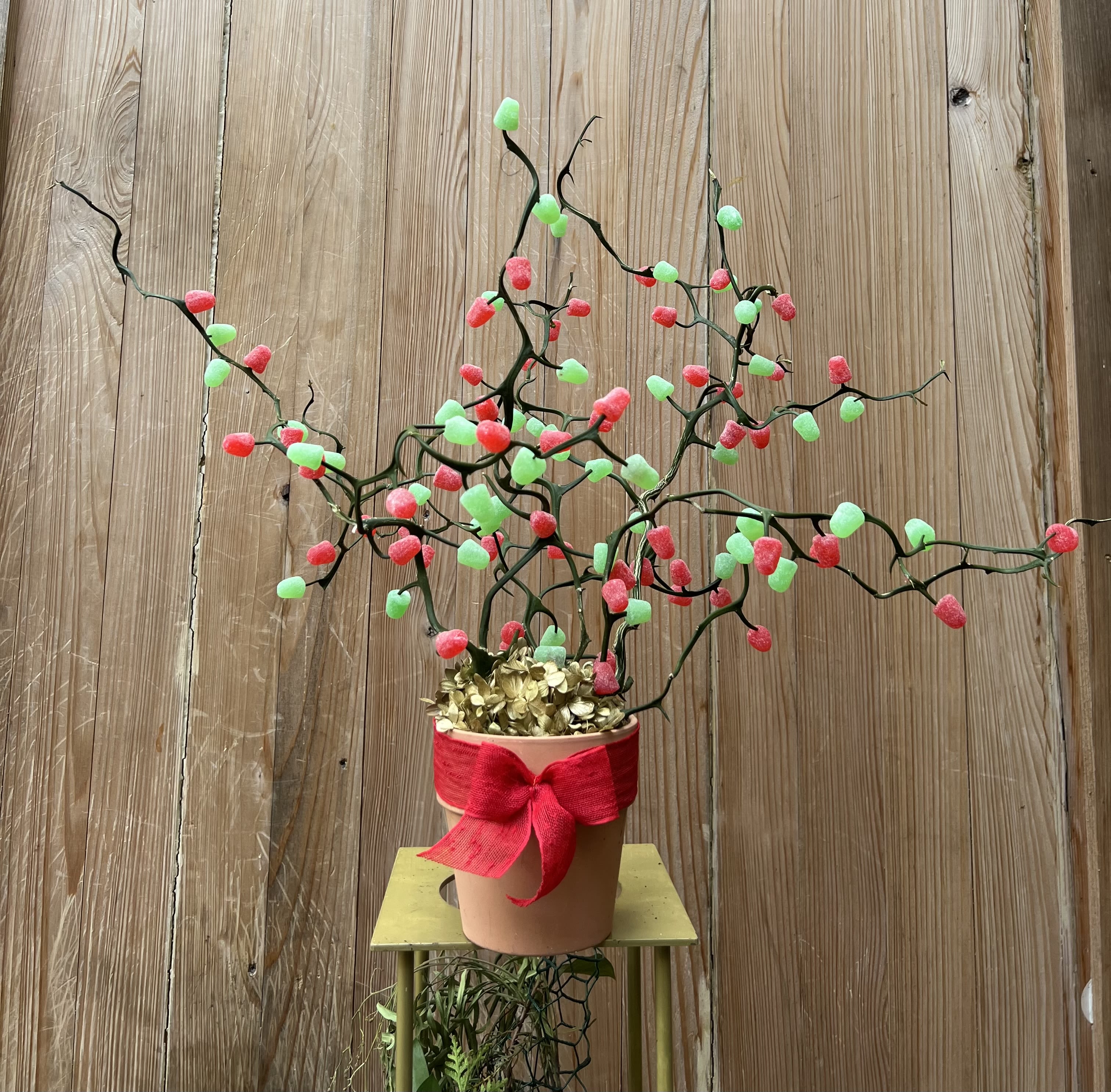 Gumdrop Tree - One of a kind, Gumdrop tree.  My Grandmother would make these every Christmas from the meanest looking bush in the garden, a hard orange.  A true family Treasure!!!!