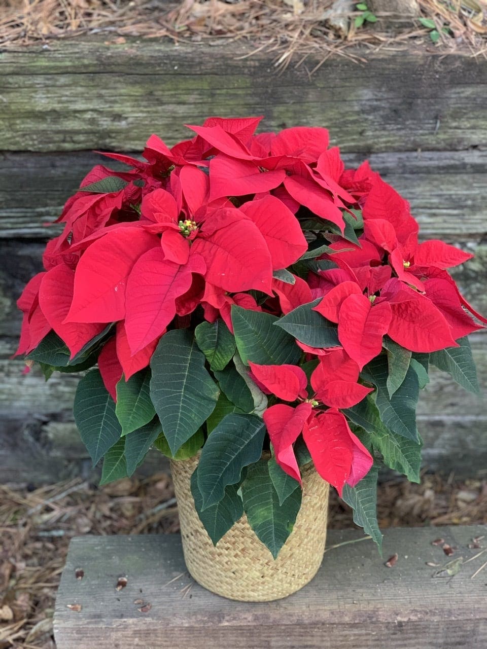 Poinsettias in Basket - Large poinsettia in woven basket. Averaging 2.5’ tall