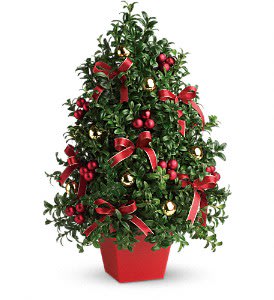 Deck the Halls Tree - English boxwood, red and gold ornaments and yards of beautiful ribbon make this tree as festive as any! Approximately 14 1/2" W x 21 1/2" H