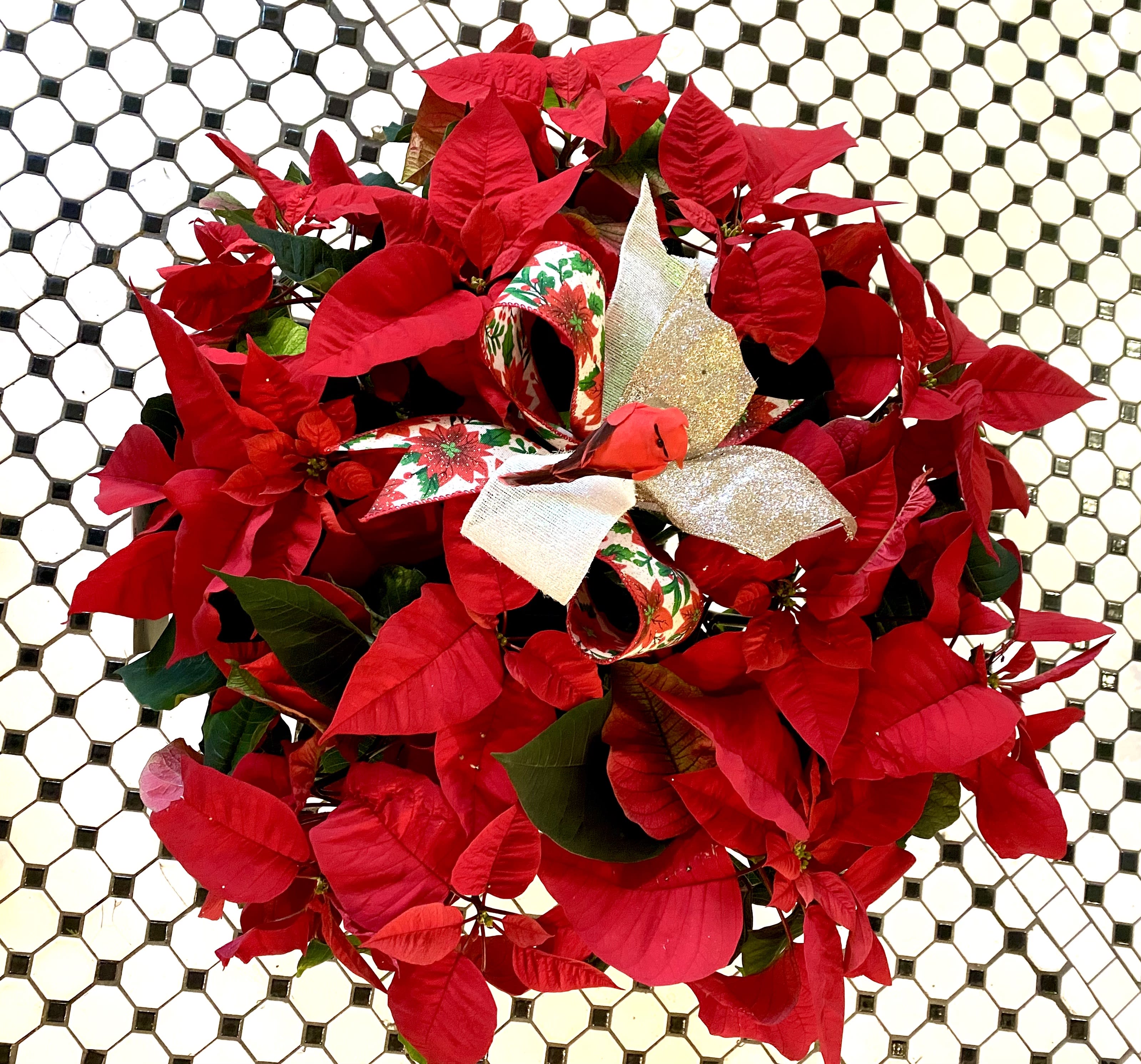 Opulent Poinsettia  - Gift an opulent Red Poinsettia, in an 8 inch foil container, to add holiday cheer to any home. Each poinsettia will include holiday trim: a Christmas bow and keepsake feather cardinal figurine. Care instructions will be included with the Poinsettia so it can be enjoyed the entire season.  