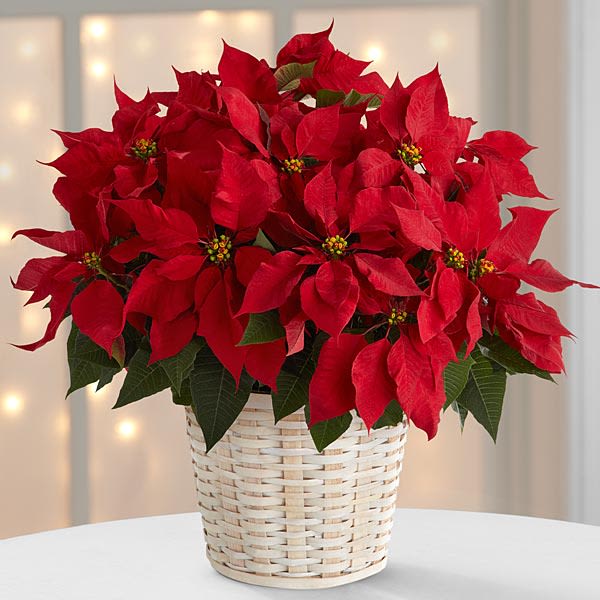 FTD Large Red Poinsettia Basket - The traditional holiday blooming plant, a Christmas Poinsettia with its dark leaves and deep red flowers, is set in a beautiful white-washed basket to create the perfect gift for family and friends. Approximately 8-inches in diameter. Approx. 8D