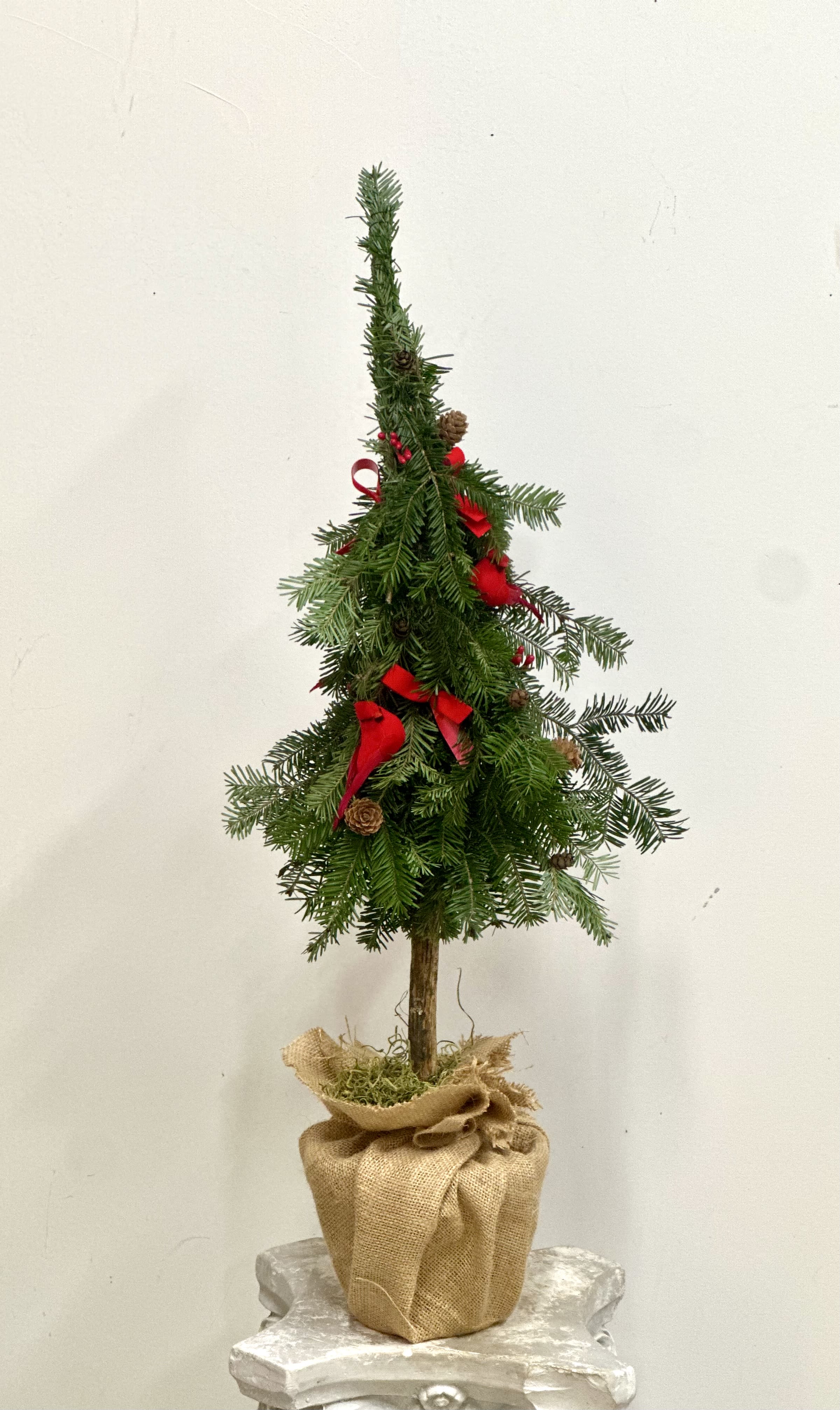 Christmas Evergreen Limited Collection by Westford Florist Art by Veny - Wrap your holidays in the warm embrace of nature with the Christmas Evergreen Limited Collection by Westford Florist Art by Veny. Crafted from lush, natural evergreens and adorned with delicate real pinecones, this limited-edition masterpiece transforms any space into a winter wonderland. Designed exclusively by renowned artist Venetka Arsenova, each arrangement is a celebration of festive cheer and creativity. Nestled in an elegant ceramic pot and embellished with charming red ribbons, this collection isn’t just decor; it’s a heartfelt gift that radiates holiday spirit. Whether you’re brightening up your home or surprising someone special, let the allure of evergreen enchant every corner. Claim your piece of seasonal magic today!