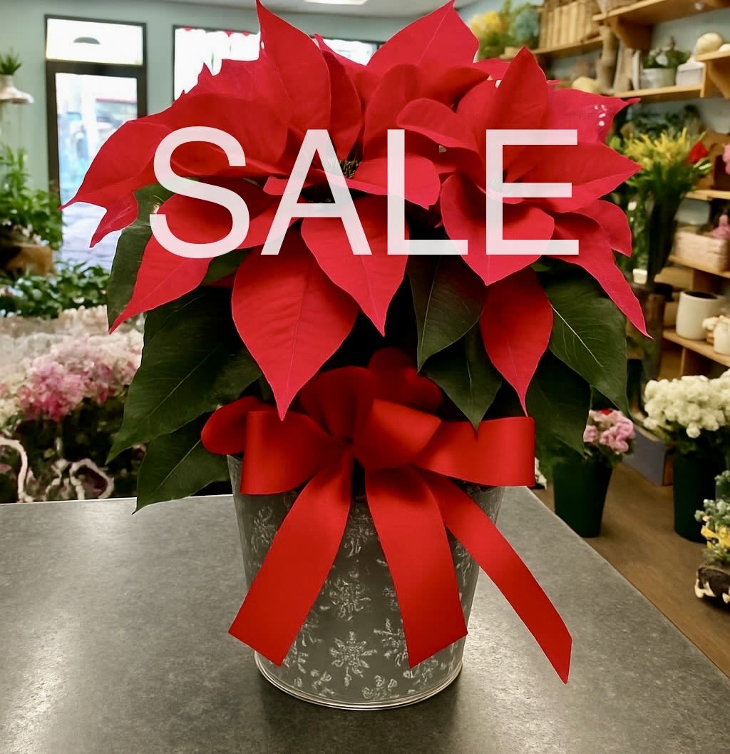 Poinsettia in Snowflake Tin - The beautiful table-top size poinsettia is presented in a charming snowflake-embossed tin and finished with a festive red bow. The perfect seasonal accent for homes, offices, or gift-giving. A simple, cheerful touch of winter elegance!