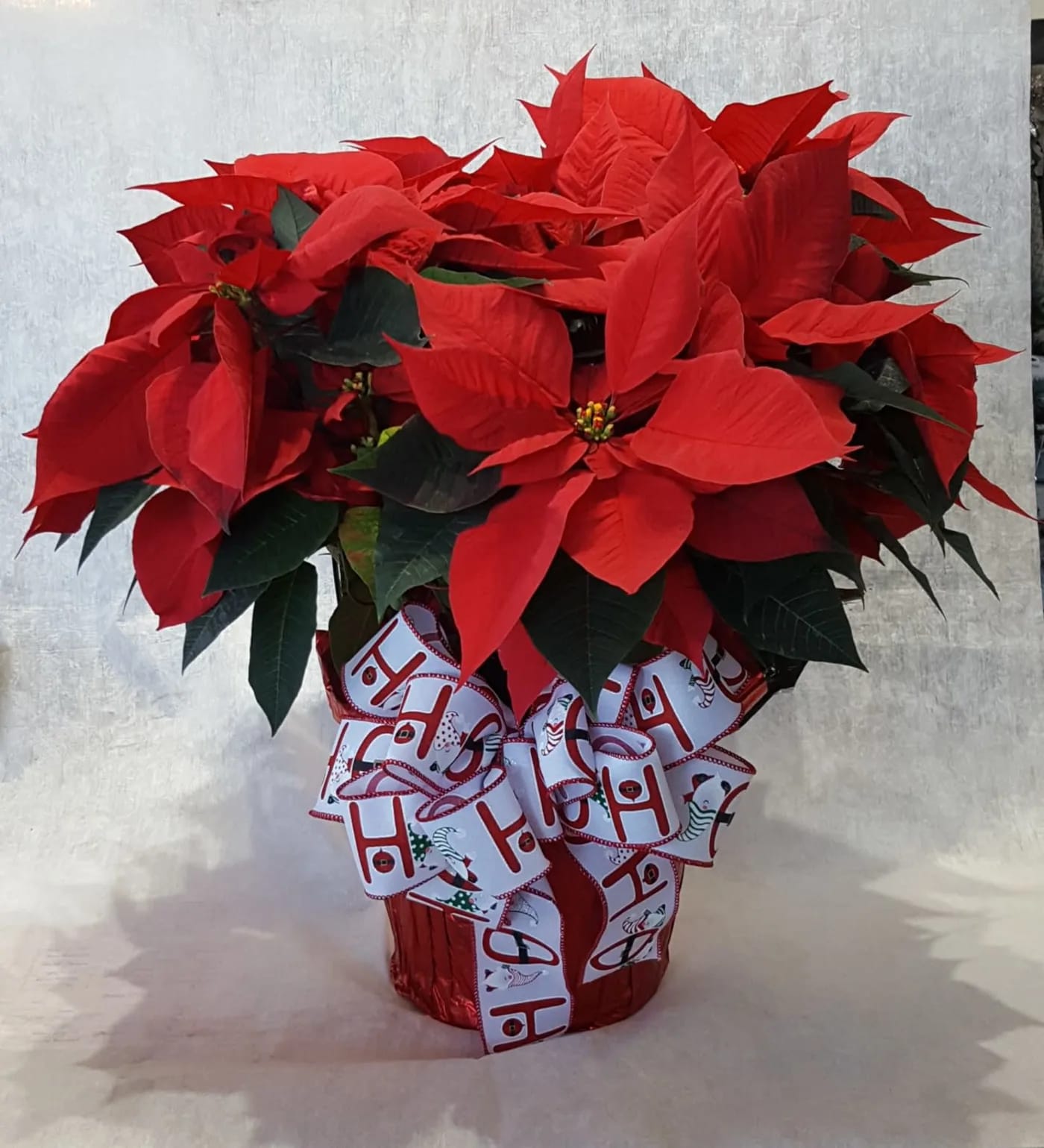 Red Poinsettia-8&quot; pot -  A beautiful, lush poinsettia in a 8&quot; pot, wrapped in foil and a bow