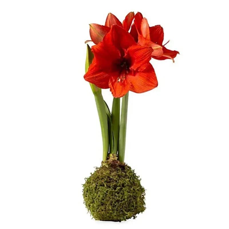 Moss Covered Amaryllis Bulb - Amaryllis Bulb – No Water Needed  Bring vibrant beauty into your home with our Amaryllis Bulbs, available in red wax or moss-covered bases. These self-contained bulbs require no planting or watering—just place them in a warm, stable environment, and they will bloom within 4-6 weeks. Quantities are limited, so secure yours early and select your preferred ship date to arrive right on time. 