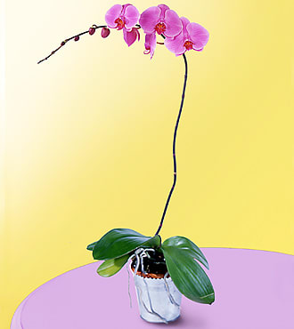 Lavender Phalaenopsis Orchid - One perfect lavender potted phalaenopsis orchid plant is accented with a curling branch, and presented with a ribbon bow tied right around the middle. This low-maintenance, long-lasting and exotic gift will create quite an impression!