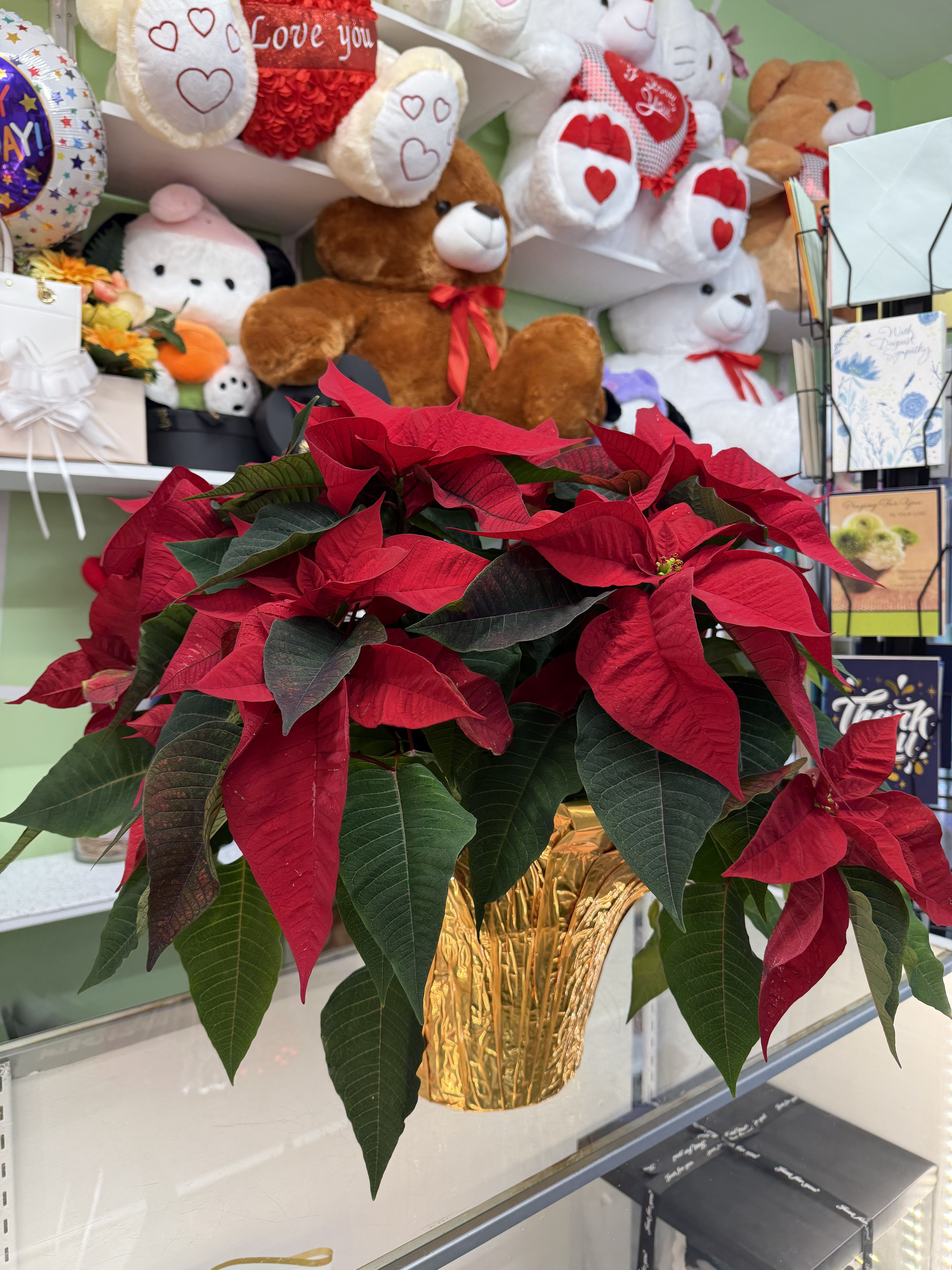 Merry &amp; Bright Poinsettia - A red poinsettia, ideal for holiday decor, gifting or brightening any seasonal display (wrap may come in red or gold).