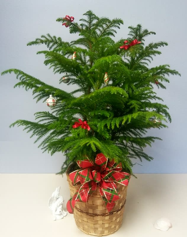 A 4-5 ft Christmas Norfolk Pine Decorated - This Norfolk Pine will make a great Christmas tree for an apartment, nursing home, or just for fun, measures approximately 48 inches tall. It will be bigger next Christmas.