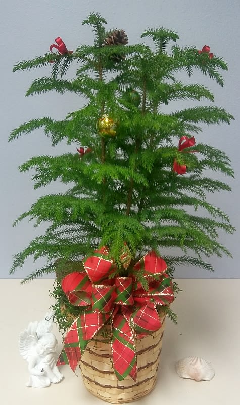 A 2 + ft Christmas Norfolk Pine Decorated - A tabletop Norfolk Pine will make a great Christmas tree for an apartment, nursing home, or just for fun, measures approximately 24 inches.