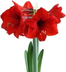 Amaryllis Plant - Assorted Amaryllis Plant foiled with a bow to match. Perfect Christmas plant to send to someone you love.
