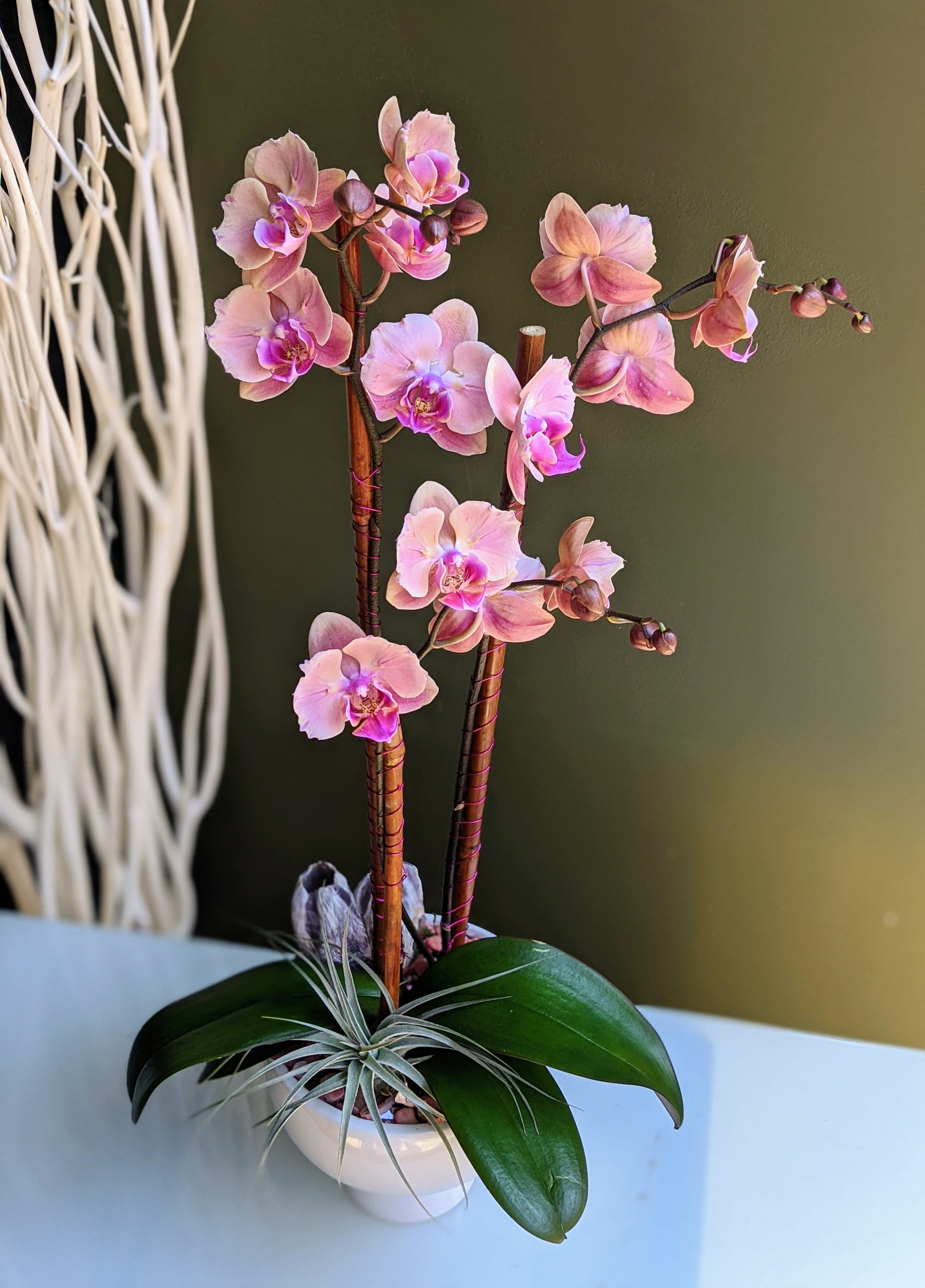 Coral Charm gift orchid - This incredible novelty phalaenopsis orchid plant is paired with a silver air plant, in an elegant simple white bowl, with pink wired bamboo pink coral accent and coral rocks with lichen.  