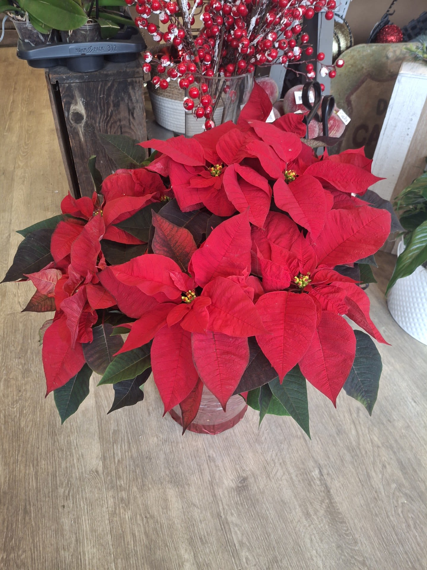 Poinsettia - Add a festive splash of color to your holiday decor with this 10 inch red Christmas poinsettia. Its rich red petals and detailed green leaves capture the spirt of the holiday season, perfect for brightening up any space.