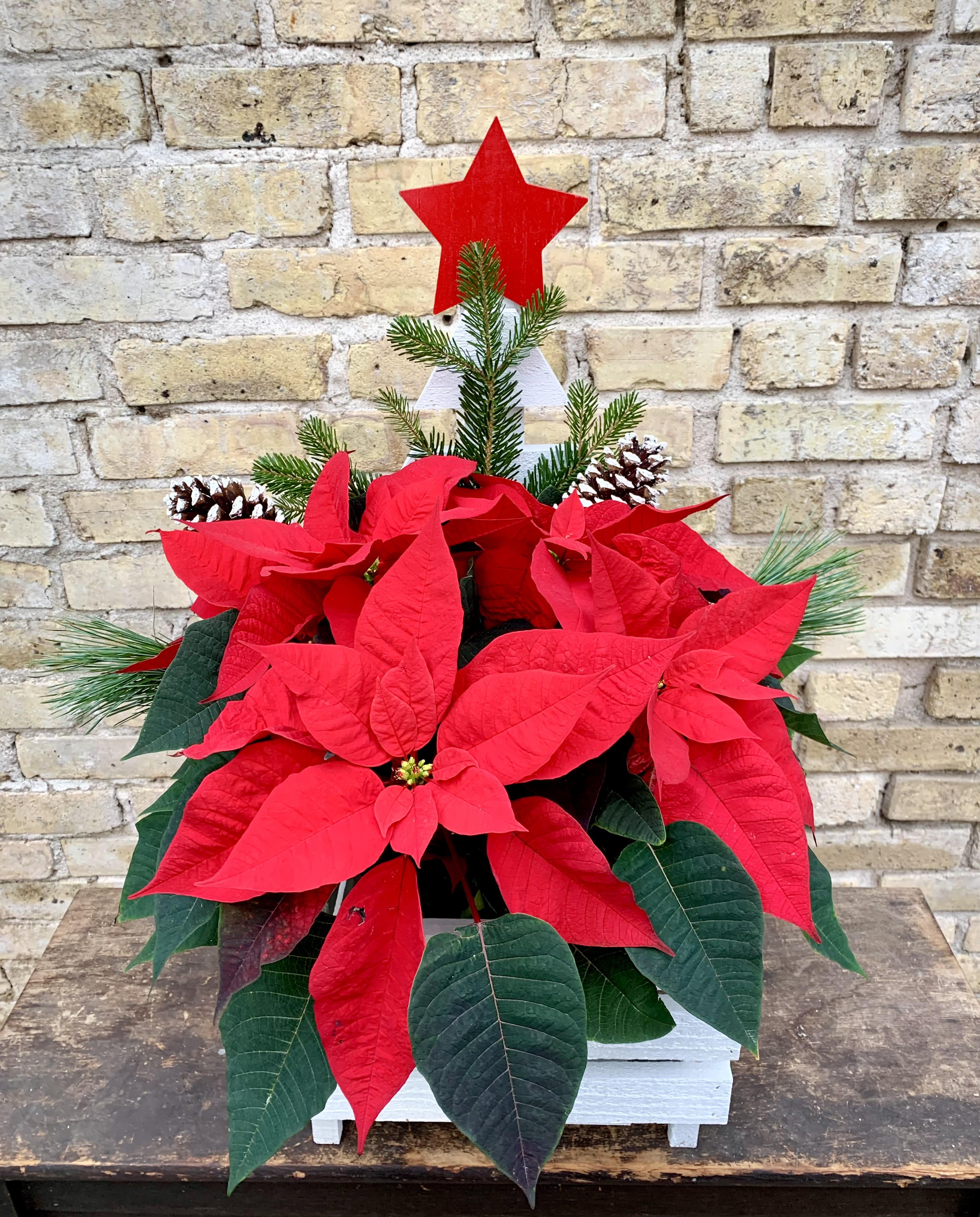 Joyful Decor - Handmade Wooden Keepsake Container Filled With a Red Poinsettia Plant  and Accented With Holiday Greens and Pine Cones. A Wonderful Gift.