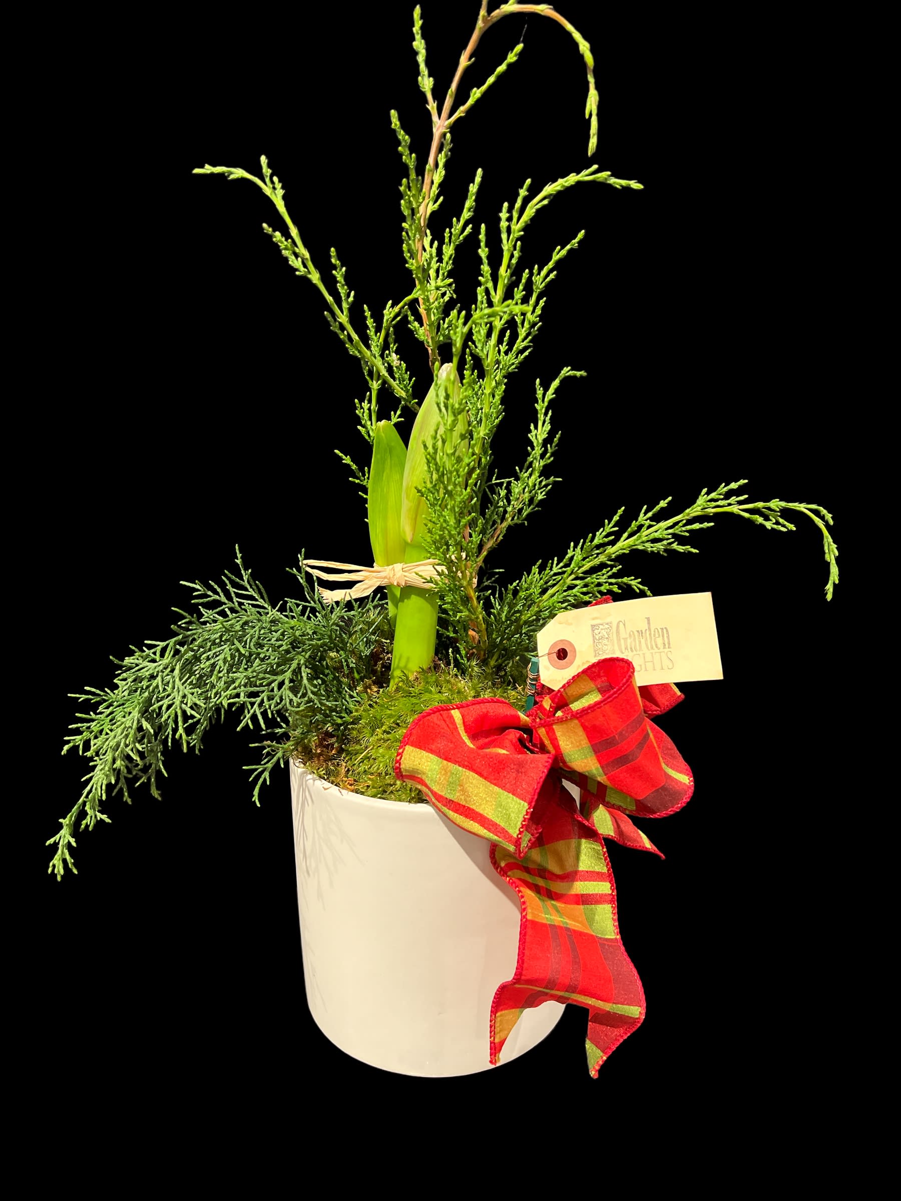 6" Amaryllis in container (colors of flowers and variety of containers VARY) - Accented with moss and a hand tied bow, this amaryllis a loving token of your holiday cheer. Colors of flowers will vary... our designers will choose the best plant. Containers will vary.