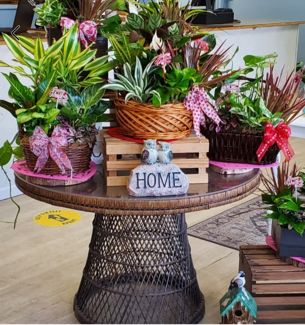 DESIGNERS CHOICE BASKET PLANTS  - All plants baskets are decorated with a bow and have an added accent of a bird or butterfly.