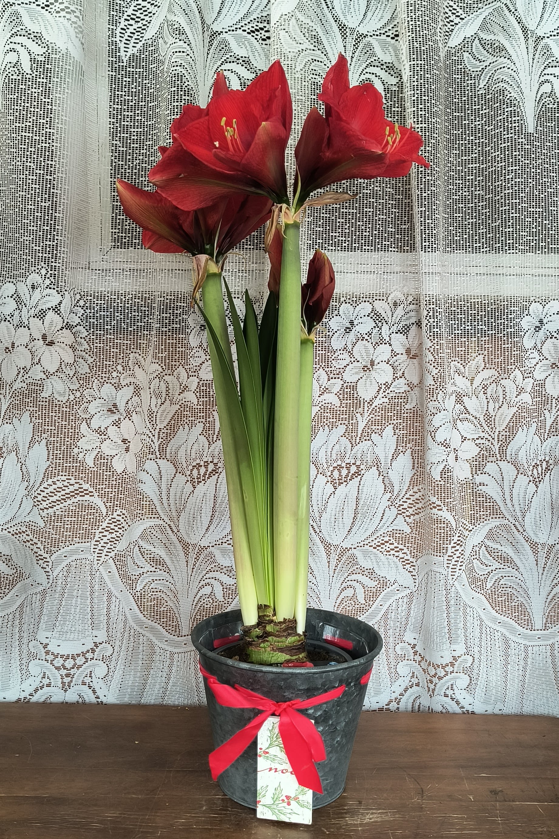 Merry Amaryllis - Nothing says Merry Christmas quite like a big bright red amaryllis plant! It's joyful, very easy to take care of and lasts a long time. When it comes to holiday gifts, the amaryllis really is a natural. In a festive seasonal tin pot cover.