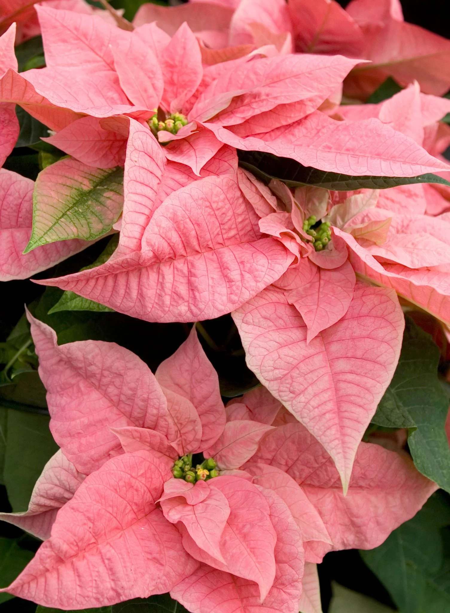 Happy Holiday Poinsettia - Happiest Holidays Poinsettia Poinsettias make any home feel ready for the holidays with their classic, pink, white or marbled flowers and green leaves. Each live plant comes tied with a festive ribbon.