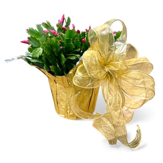 Blooming Christmas Cactus - The blooming Christmas cactus is a stunning gift that radiates joy and warmth, making it a perfect addition to any home during the festive season! Adorned with vibrant, delicate pink, red, and white flowers, this succulent plant brings a cheerful burst of color that contrasts beautifully against its lush green, segmented leaves. The blossoms, which often appear in waves, create a captivating display that lasts for weeks, symbolizing resilience and beauty during the winter months. With its low maintenance requirements and ability to thrive in various indoor settings, the Christmas cactus enhances holiday decor and serves as a lasting reminder of celebration and good cheer long after the season ends. A thoughtful gift for loved ones, it embodies the spirit of giving, friendship, and the joys of nature!