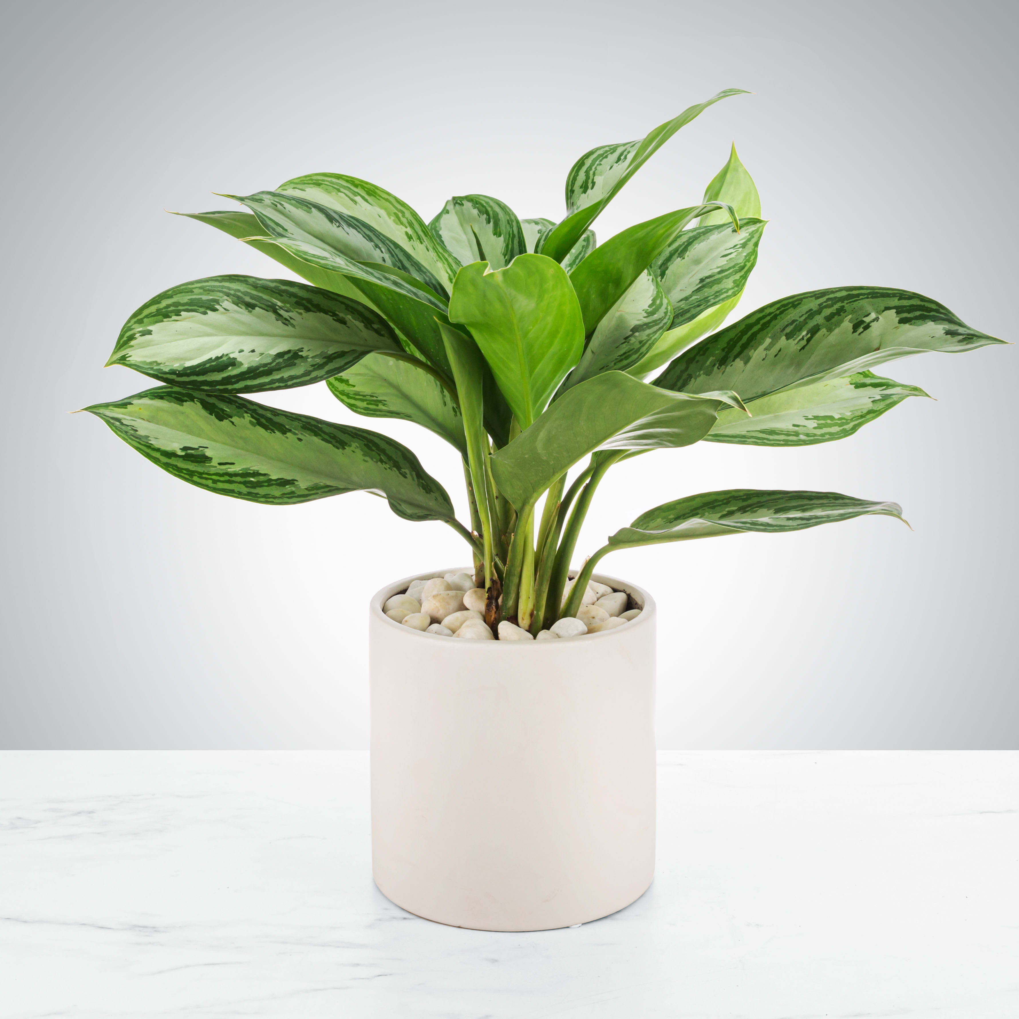 Chinese Evergreen Plant - A great plant for beginners and for your friend that &quot;kills everything&quot;. Chinese Evergreens, or aglaonema commutatum, are tough and can survive in most homes but prefer medium to low light conditions or indirect sunlight. They also can be overwatered and underwatered without immediately dying AND have good air filtering qualities. Overall a winning houseplant for anybody.
