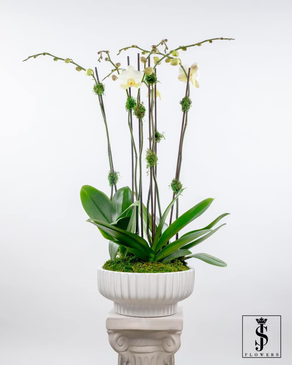 Six Stem Graceful Orchid Planter  - A masterpiece of sophistication and tranquility, the Graceful Orchid showcases an exquisite display of tall white Phalaenopsis orchids, elegantly arranged in a textured white ceramic planter. Delicately adorned with moss-wrapped stems and lush green foliage, this arrangement embodies timeless beauty and refinement. The cascading orchid blooms create a sense of luxury and serenity, making it an ideal statement piece for any home, office, or special occasion.  Perfect for corporate spaces, grand gestures, or elevating your interior with a touch of nature’s finest artistry.