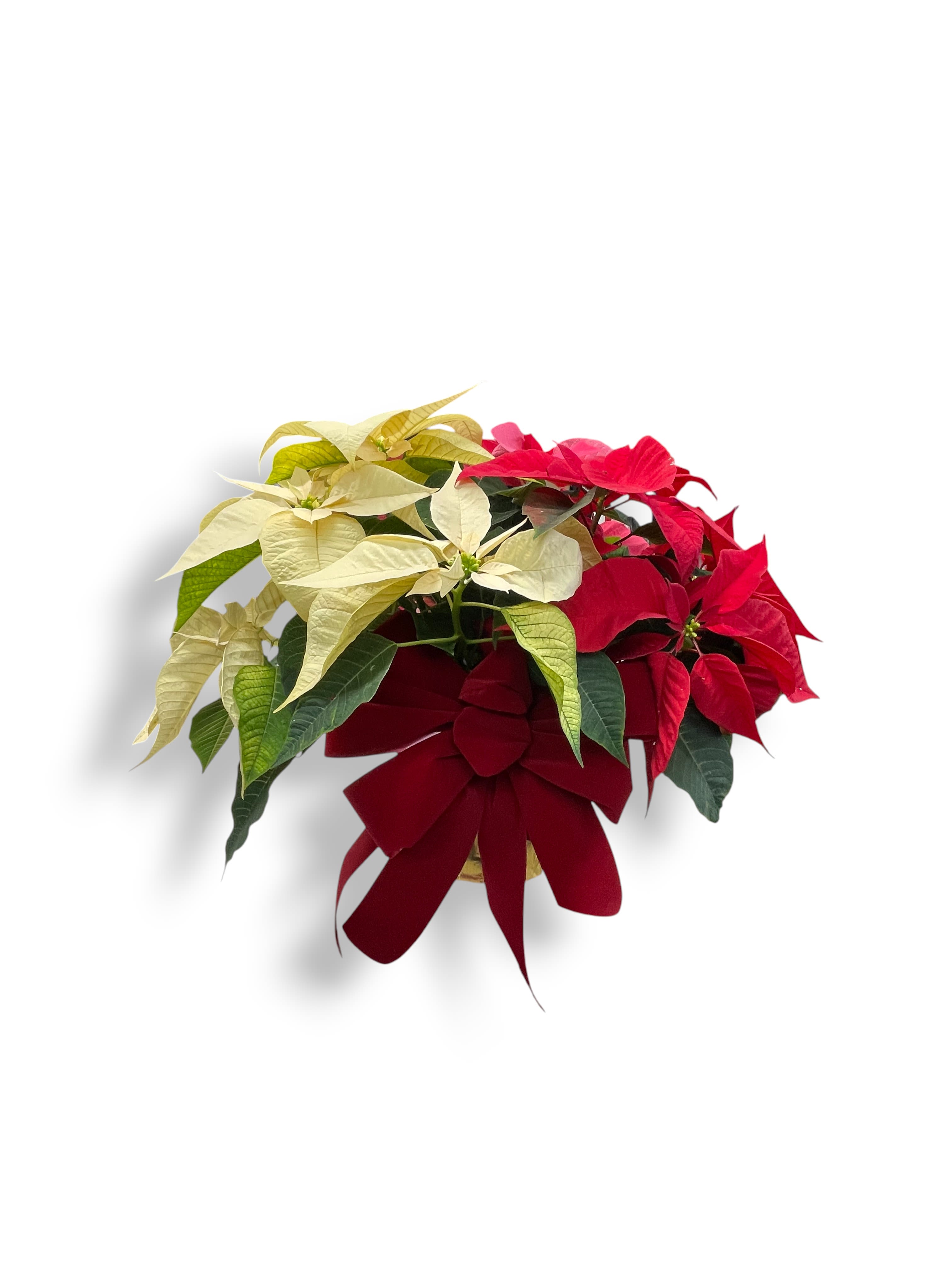 8 Inch Multi Color Poinsettia Plant With Bow - This charming 8-inch poinsettia plant is the perfect festive addition to your Christmas decor. Featuring vibrant red and elegant white bracts, it embodies the spirit of the holiday season with its lush, full appearance. It is also a great gift option and can brighten any room with its cheerful, festive charm. Its durable design ensures it remains a beautiful symbol of holiday joy throughout the festive period.