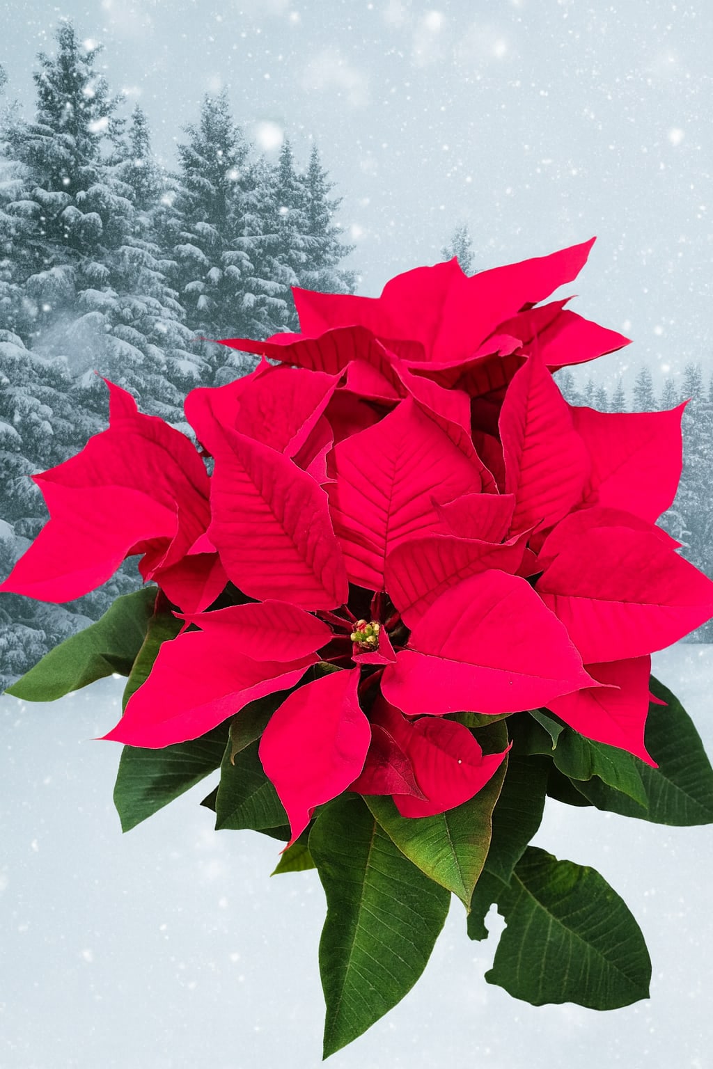 KCP - Poinsettia in a white basket with a festive bow.  Give It Plenty of Light Poinsettias love bright light and can handle some sun, but greenhouse-grown holiday plants do best in indirect light. Place yours almost anywhere—just avoid very dark corners, where it may stretch and look leggy.  Ideal Temperature Keep your poinsettia in a room that stays above 55°F. The ideal range is 65–70°F. Avoid hot spots or drafts. Outdoors is fine only in mild climates with steady temperatures.  Water with Care Keep the soil lightly moist, not soggy. Water with about a cup every two to three days, using the pot’s weight as a guide—a light pot means it’s time to water. Empty excess water from the saucer. Don’t let it dry out completely, or the plant may drop its leaves and won’t recover for the season.  Pet Safety Poinsettias aren’t highly toxic. Their sap can irritate skin or mouths, and pets may get mild stomach upset if they chew the leaves. Keep out of reach, and call your vet if your pet takes a bite. 