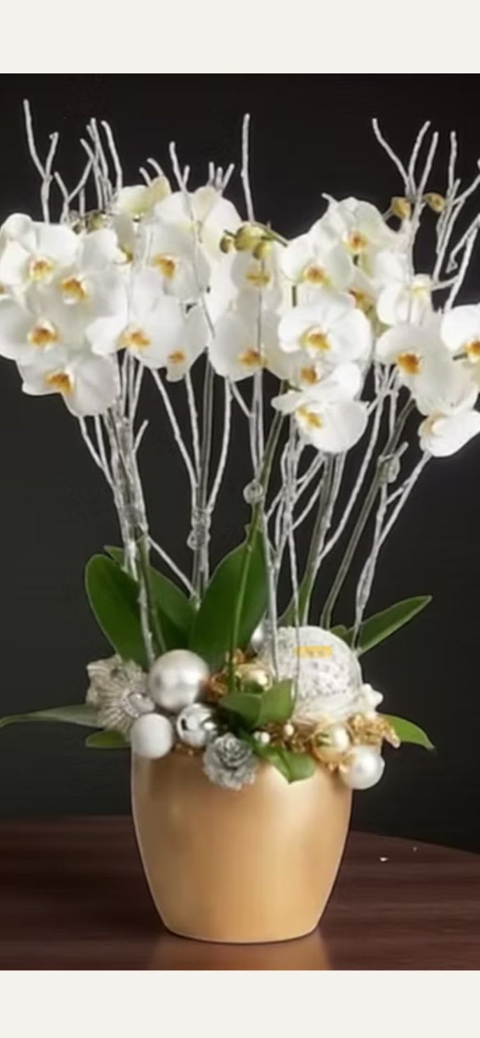 Holiday Orchid Arrangement - -