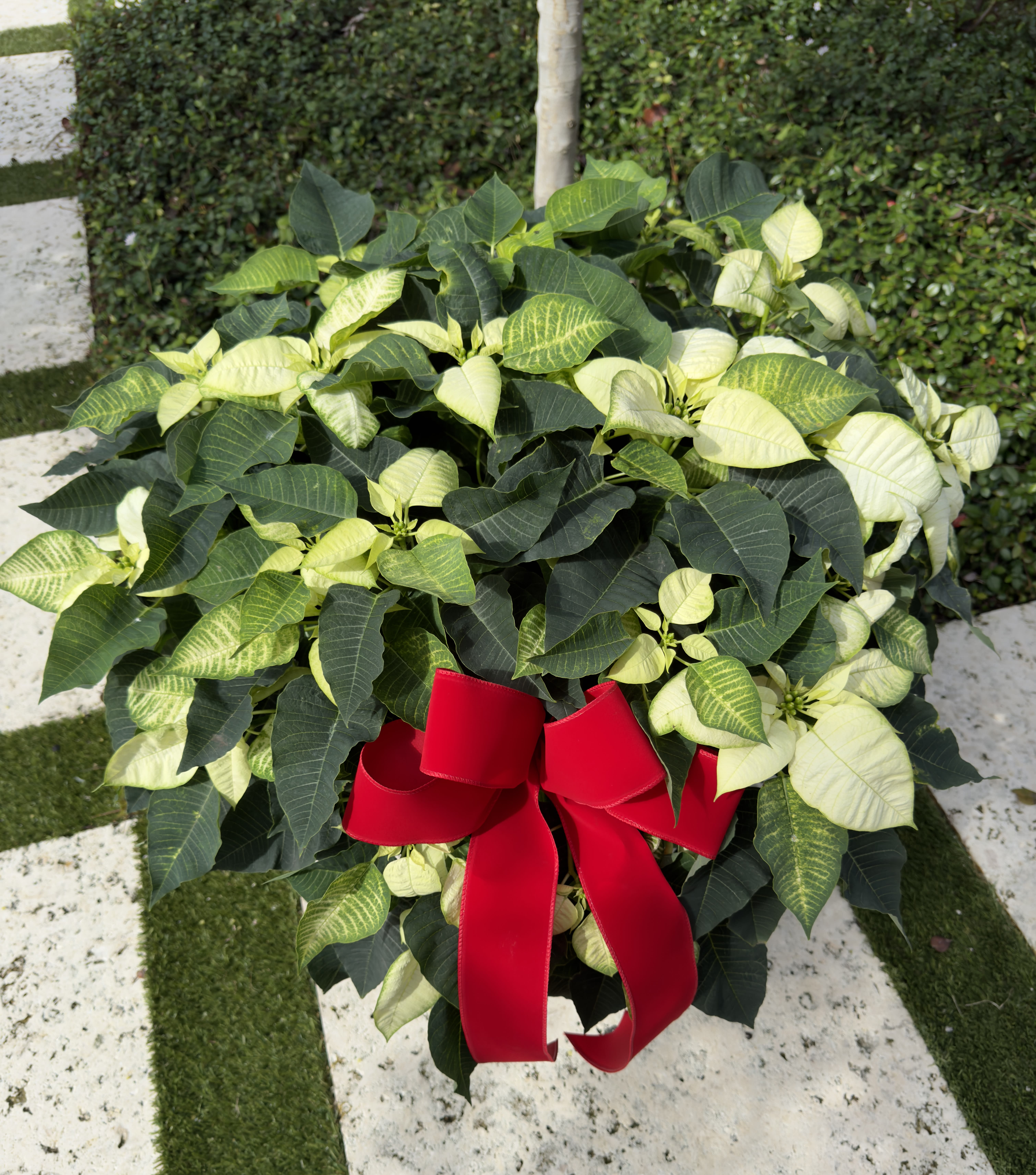 White Poinsettia Plant - A beautiful 10&quot; poinsettia plant in a elegant hand-woven basket.  Standard Price comes with 1 poinsettia. Deluxe Price comes with 2 poinsettias.  (BASKET + BOW COLOR MAY VARY)