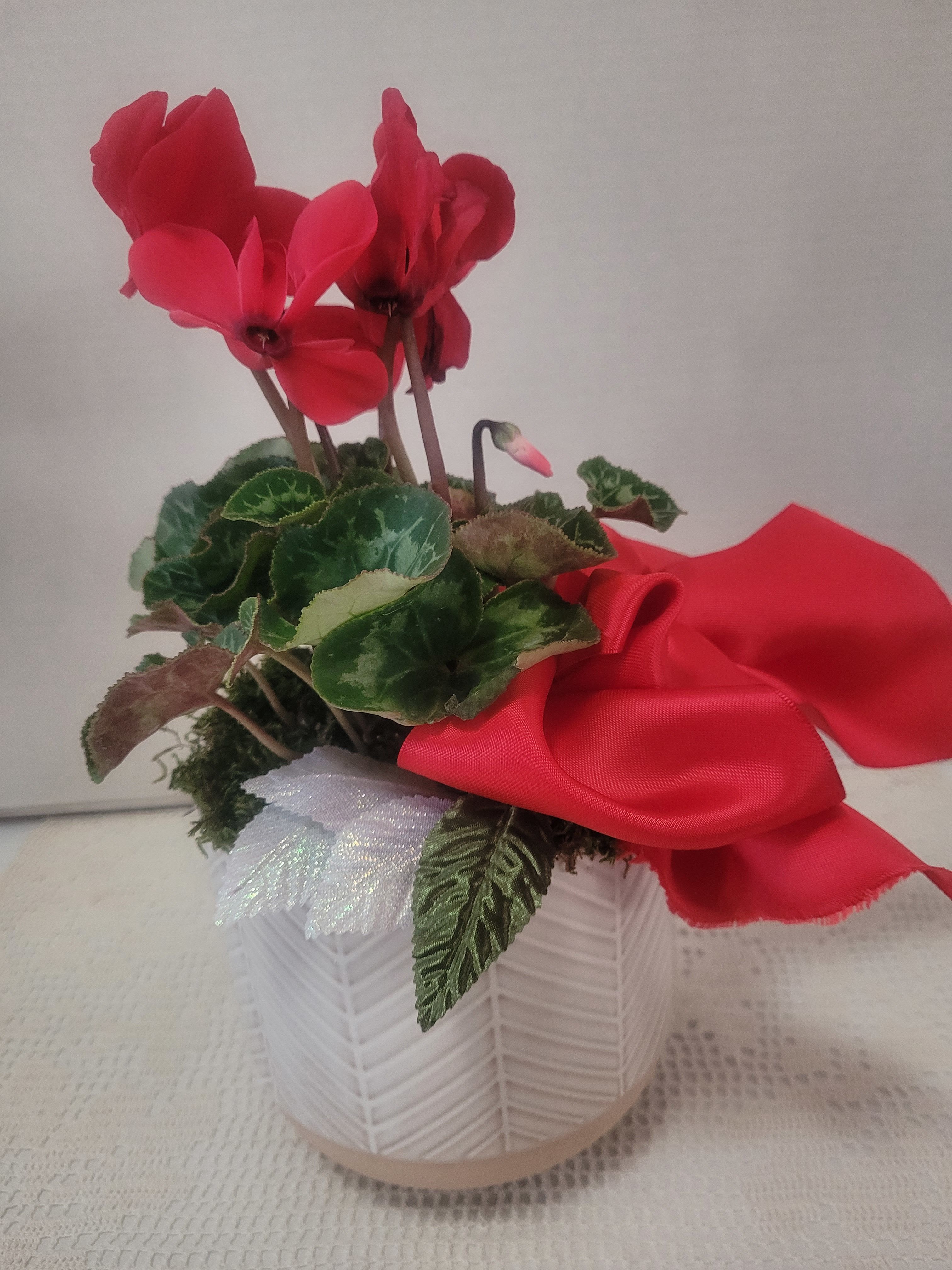 Footed Container with Cyclamen  - A striking red Cyclamen planted in a ceramic container. Great for side table or simple centerpiece. This container has drainage so this could even go outdoors on the porch or patio. 