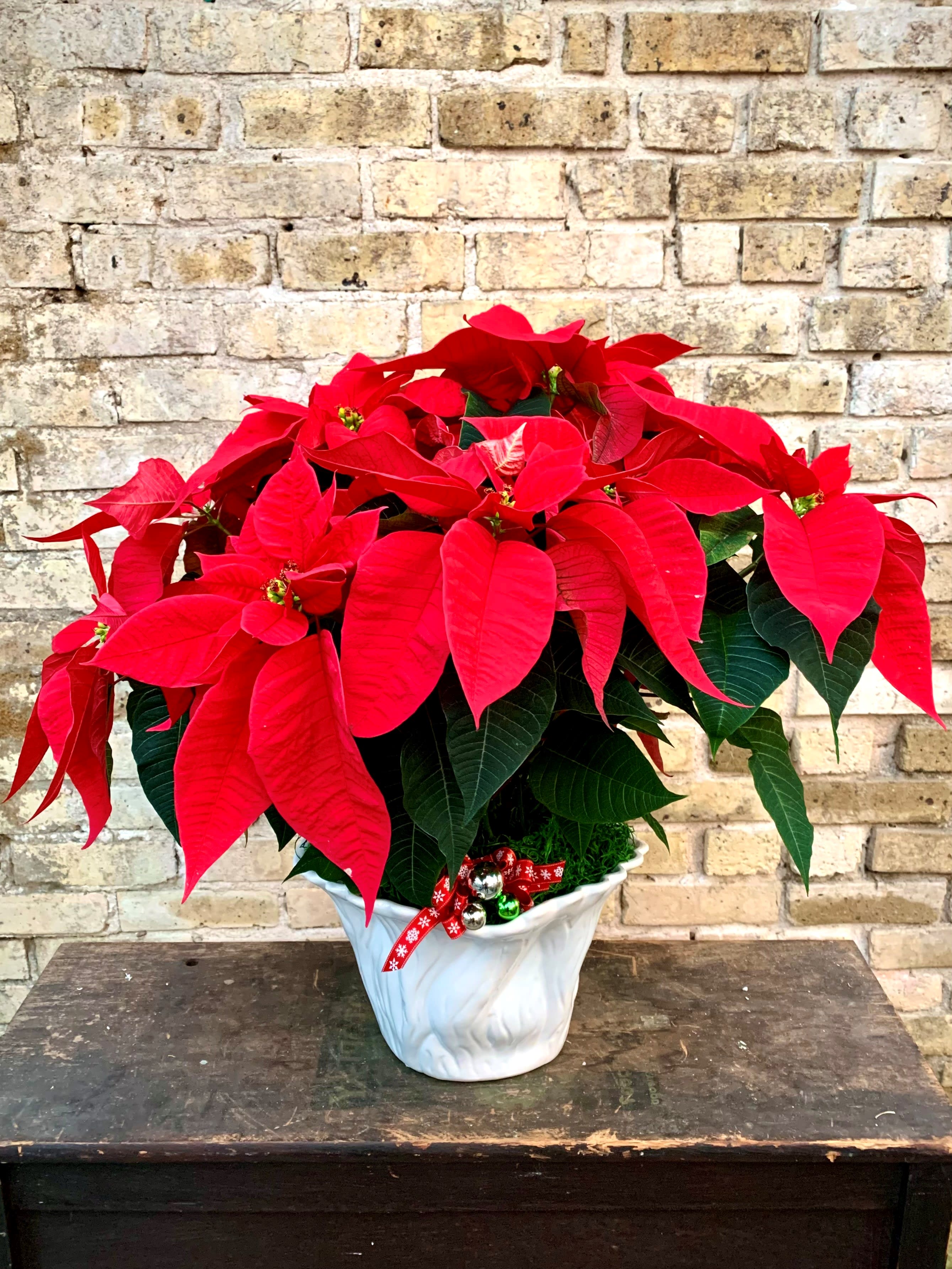 Christmas Treasure - Lovely Red Poinsettia Decorated For The Holiday Displayed In a Decorative White Ceramic Container.