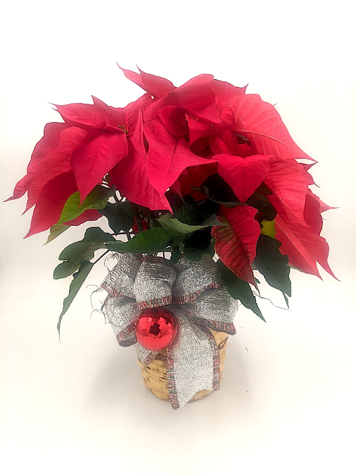Poinsettia Basket - *FOR A LIMITED TIME ONLY*  Celebrate the season with this charming holiday piece featuring a 6&quot; poinsettia or 2 6&quot; poinsettia's nestled in a rustic peanut basket. Finished with a festive bow and a sparkling ornament, this arrangement brings classic Christmas warmth and color to any space. Perfect as a gift or as a cheerful accent for your home or office décor.