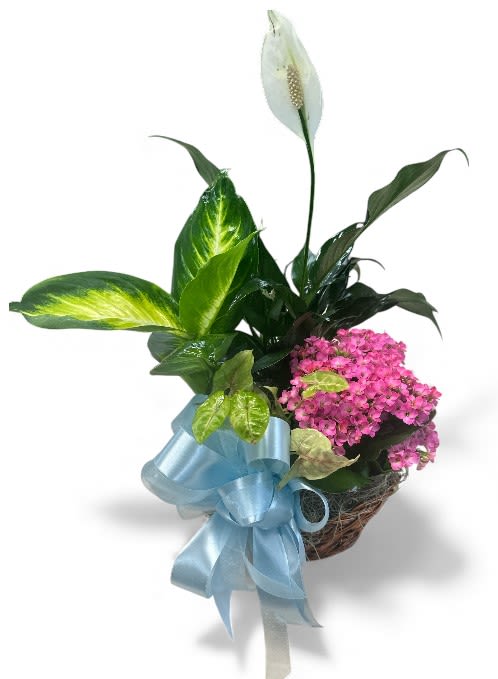 Bloom &amp; Leaf Luxe Basket (Euro) - Our Bloom and Leaf Luxe Basket is a stunning blend of vibrant color and lush greenery, thoughtfully curated to bring natural beauty into any space. At the heart of the arrangement sits a blooming plant—choose from the cheerful kalanchoe, elegant begonia, or classic cyclamen—whose lively flowers add a touch of seasonal charm. Complementing this centerpiece is a graceful Peace Lily, known for its glossy leaves and serene white blooms, offering a soothing and sophisticated accent. The basket is completed with two additional houseplants, carefully selected for their unique foliage and texture, creating a harmonious display of shapes and shades. Presented in a stylish woven basket, this arrangement is the perfect gift or décor piece, brightening homes and offices with its fresh, European-inspired appeal.
