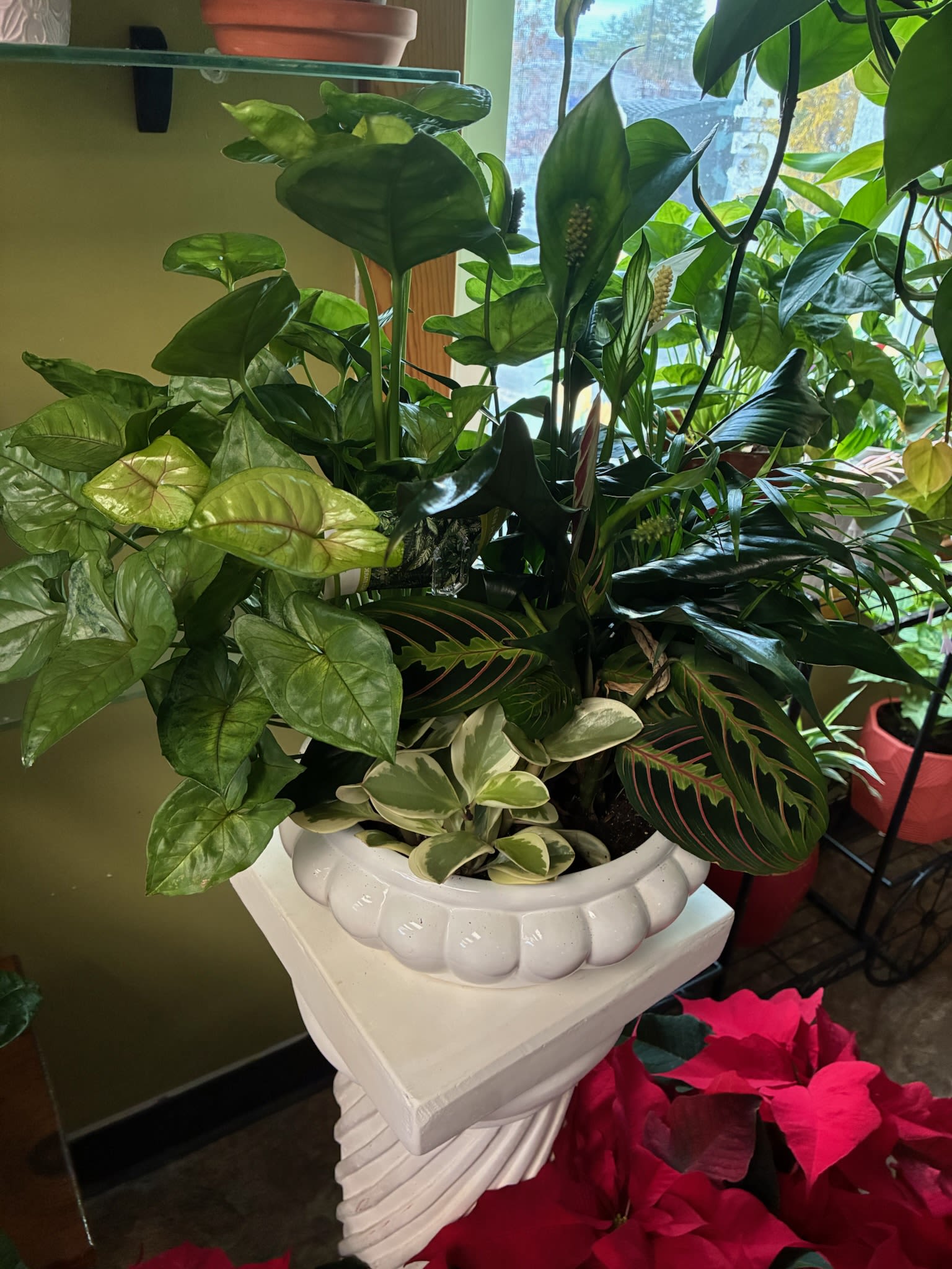 Dish Garden - Dish garden plants