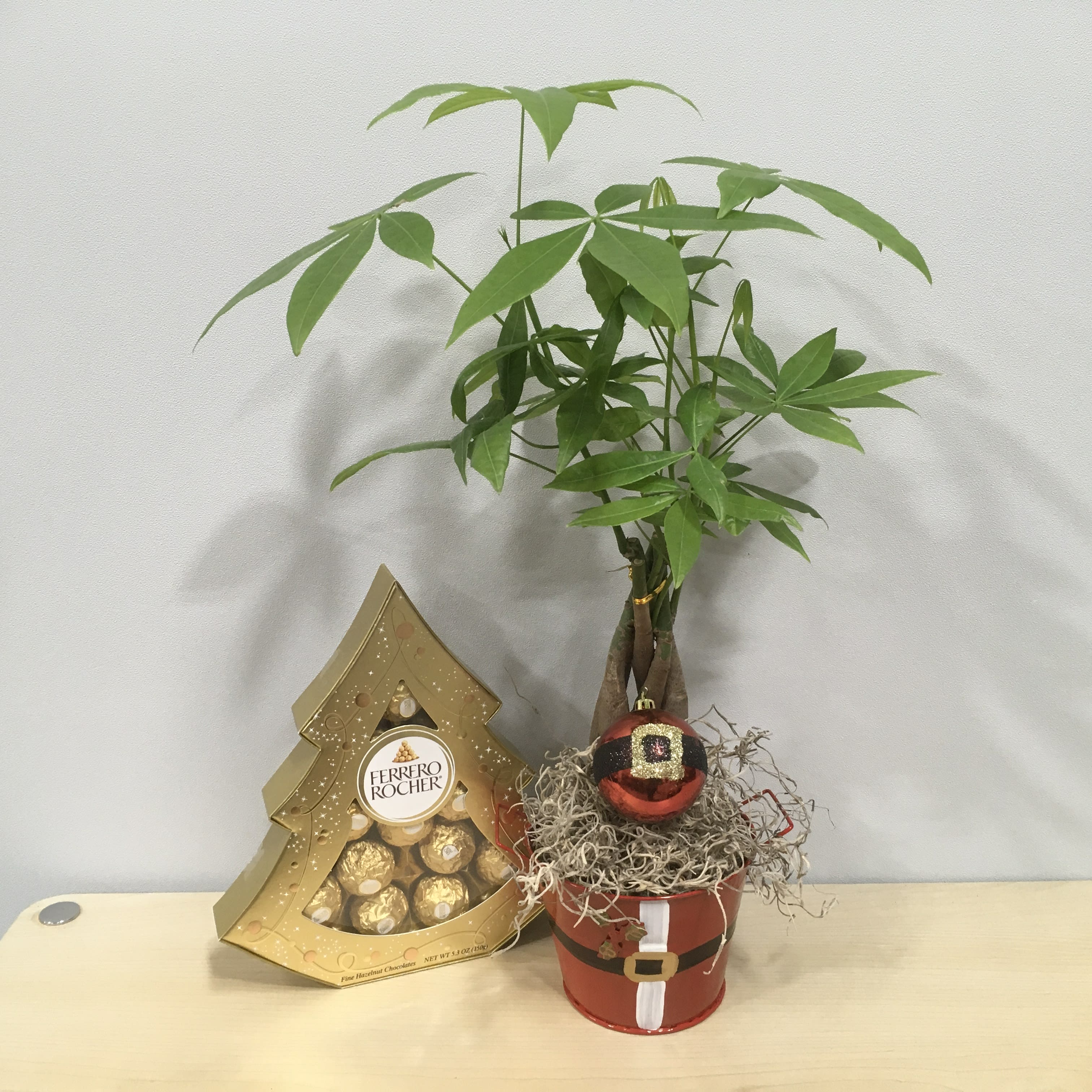 Pachira Plant &amp; Xmas Chocolates  - As shown 