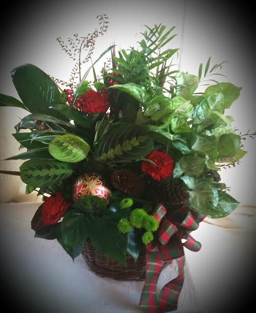 Holiday dish garden - Assorted tropical plants in a 8" diameter basket-- accented with fresh flowers, pine cones, faux berries and holiday ribbons.
