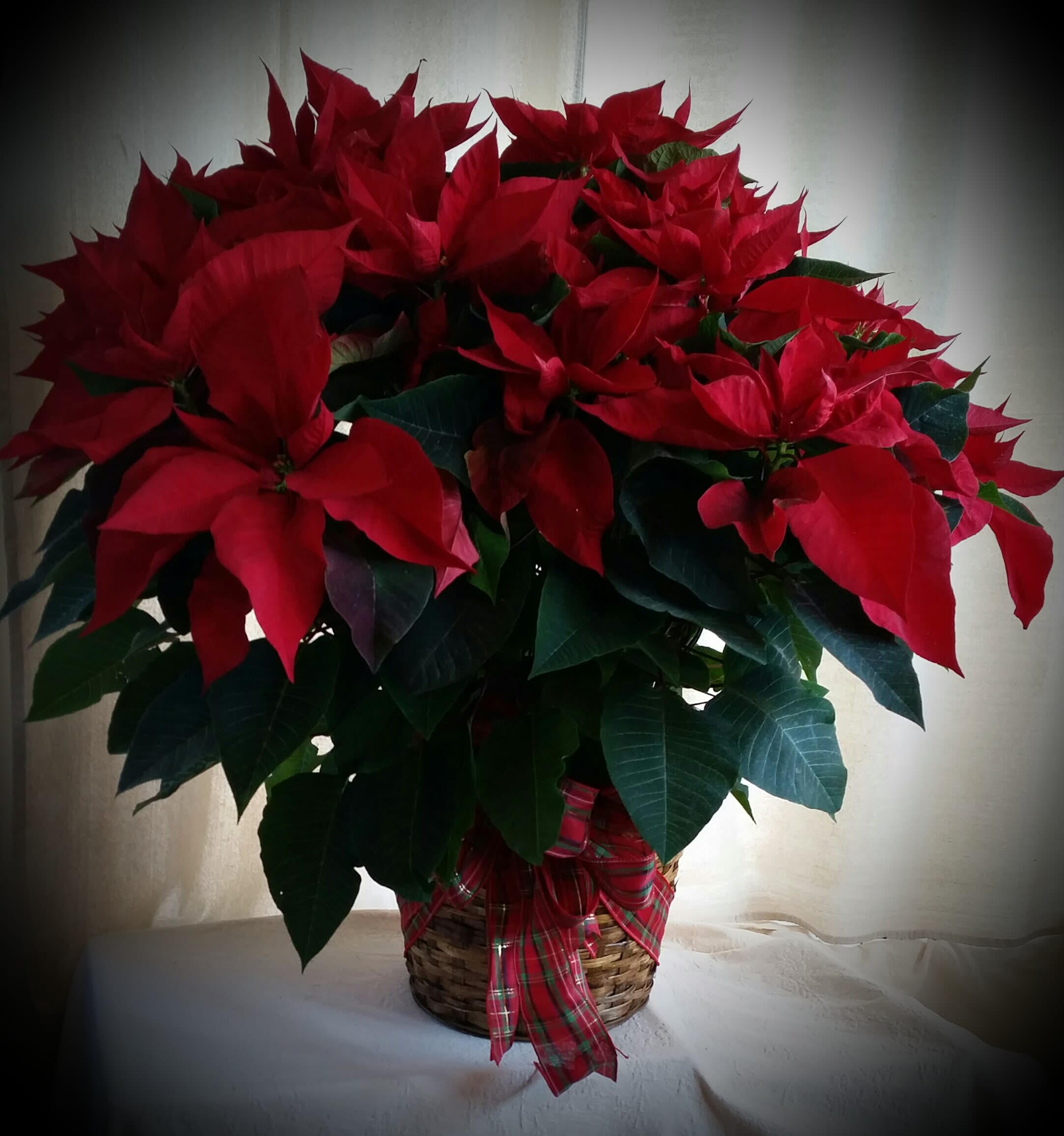 Traditional red poinsettia - This red poinsettia is grown in a 10" pot and stands about 32" tall and is about 25" across. The pot is wrapped with foil and the poinsettia is embellished with holiday ribbons.