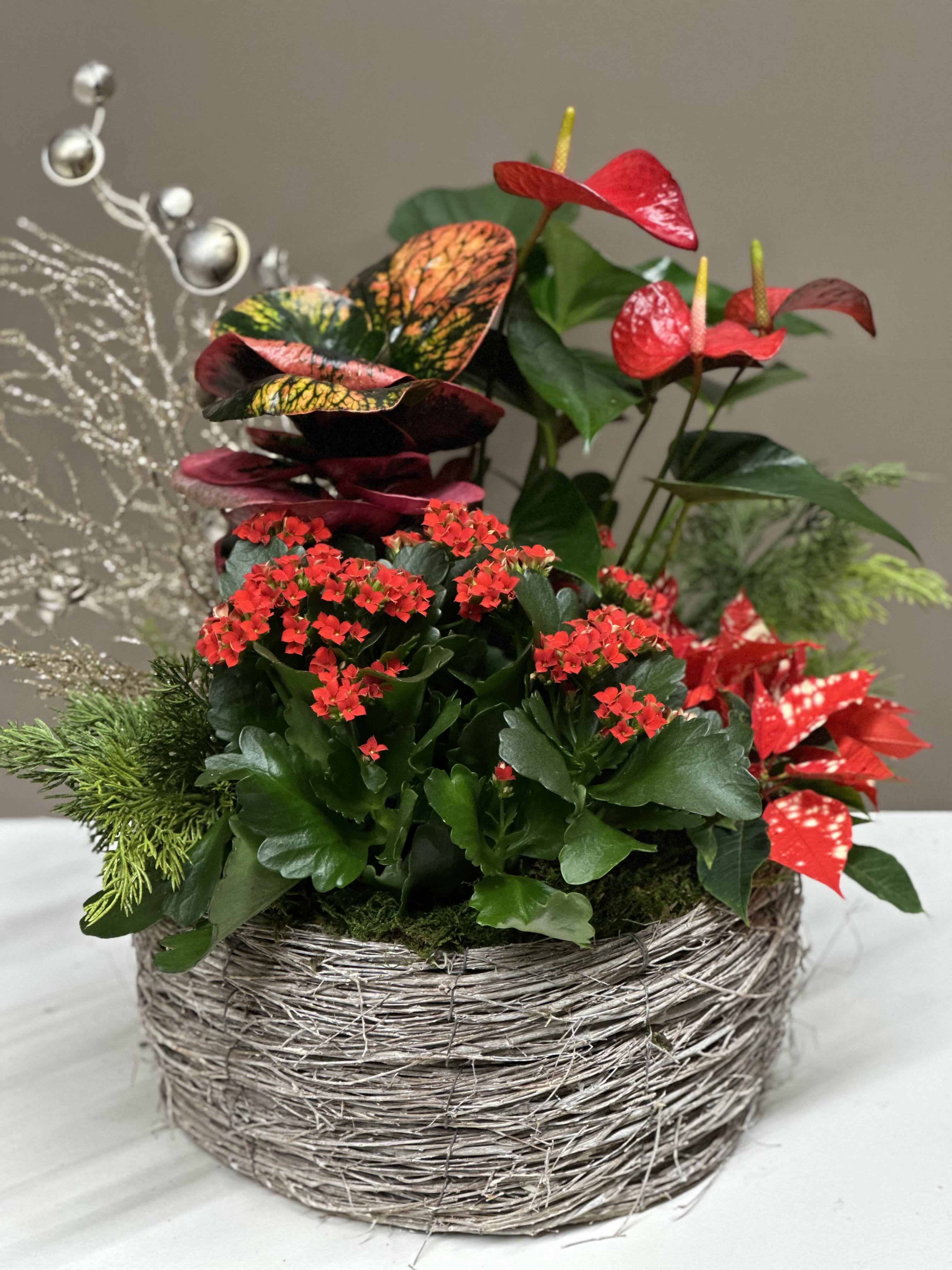 Season’s Glow Botanical Garden - Bursting with festive color and texture, this Dutch Garden is a radiant living arrangement designed to brighten any space all season long. This garden features a vibrant mix of Red Kalanchoe, speckled Poinsettia, and glossy Red Anthurium blooms, anchored by the bold patterned foliage of Croton. Soft evergreens and shimmering silver accents add a touch of magic, all nestled in a woven basket.  Perfect as a holiday centerpiece or a long-lasting gift, this Dutch garden offers a cheerful burst of color and merriment.