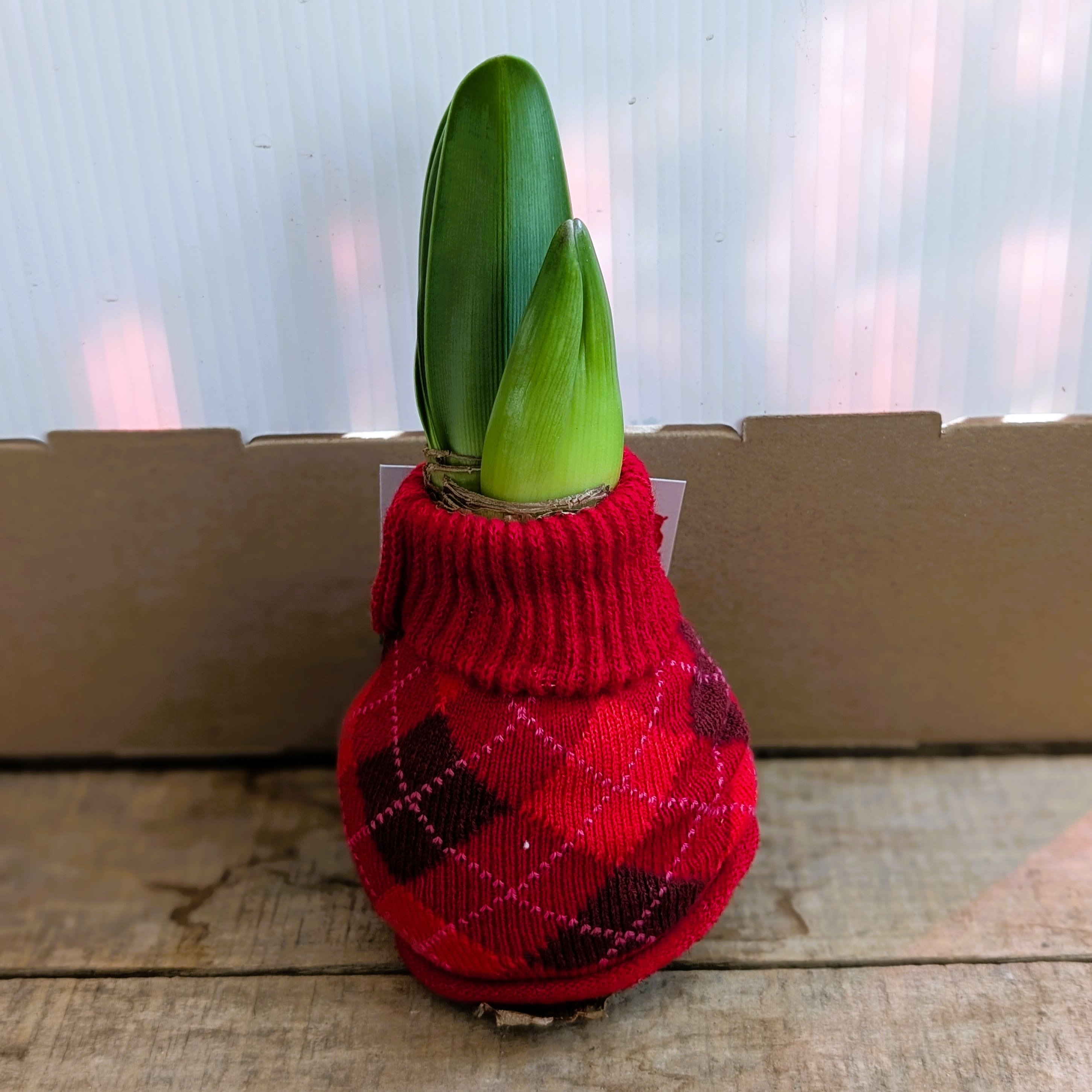 Waterless Amaryllis Bulb in Cozy Sweater - Red or White - Bring holiday cheer to any space with our Waterless Amaryllis Bulbs, each wrapped in an adorable winter sweater. These premium amaryllis bulbs are waxed and self-contained, meaning no water or soil is required—they grow all on their own! Just place them in bright light and enjoy as they sprout tall, elegant stems topped with large, festive blooms.  Each bulb is tucked into a soft knit sweater cover, available in assorted seasonal patterns, making them a perfect gift, desk decoration, or easy holiday accent for the home.  What to Expect: • Begins with an immature bulb (as pictured) • Grows into a tall flowering stem reaching 16–24" • Produces striking holiday blooms in rich seasonal colors • Completely mess-free and maintenance-free  Available in red or white Please specify color preference in special instructions Single bulbs available for pick up only 
