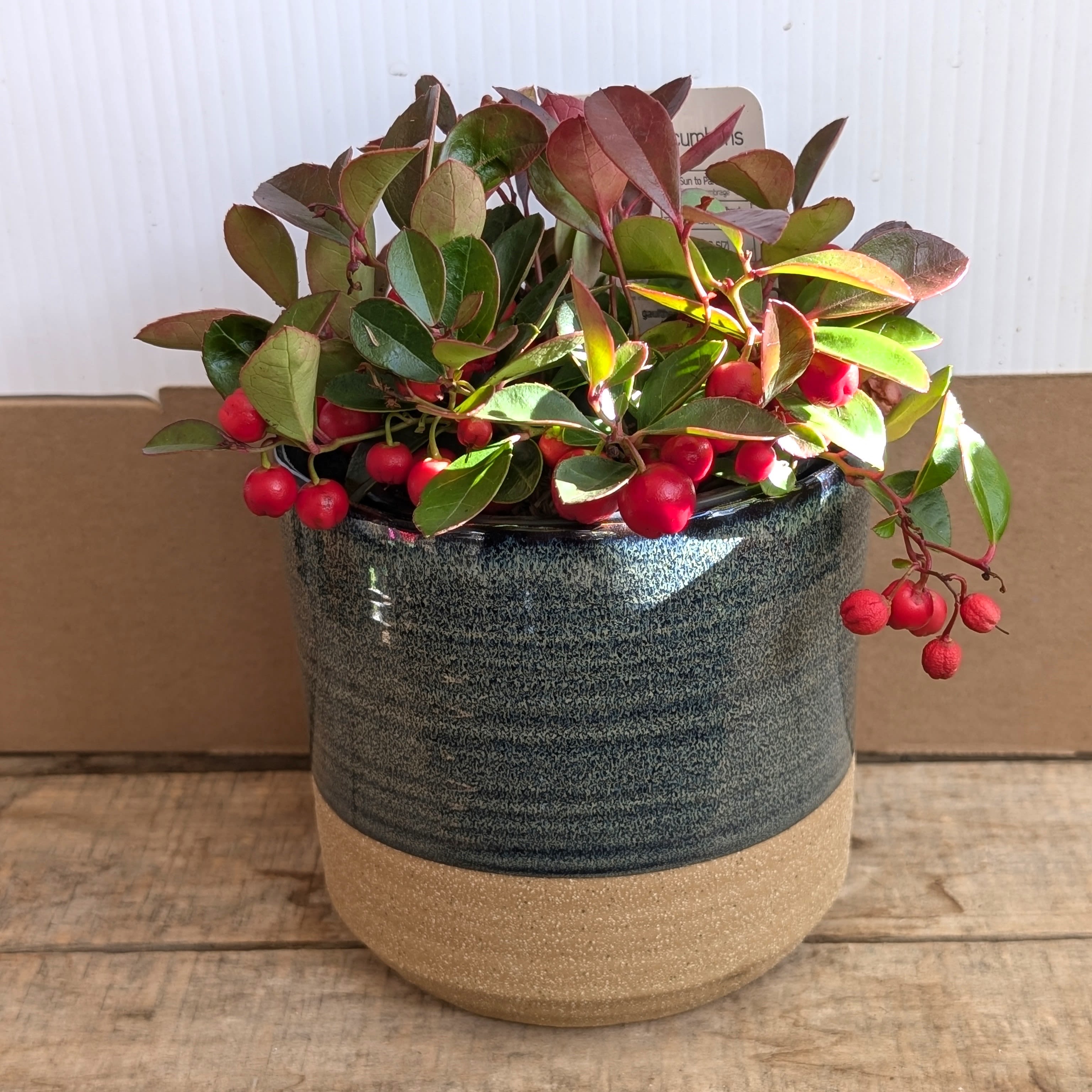 Winterberry in Tabor Pot - Bright pops of festive red winterberries snuggle into a cozy two-tone Tabor ceramic pot — the perfect little dose of holiday cheer for desks, shelves, and countertops. This low-maintenance seasonal plant brings color all winter long and makes an adorable gift.