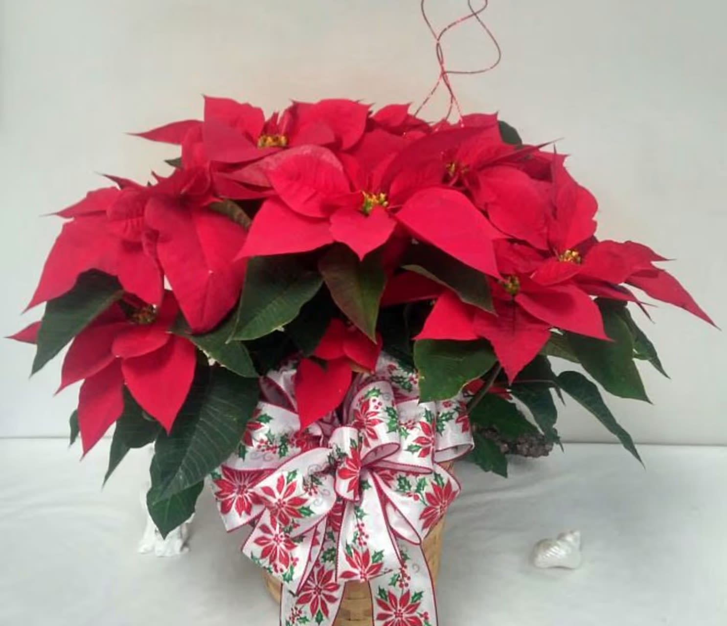 Large Red Poinsettia Plant Beautifuly Decorated - A tried-and-true holiday favorite, our poinsettia plant brings the beauty of the season to life with its vibrant red blooms and rich green leaves, delivered in a basket.