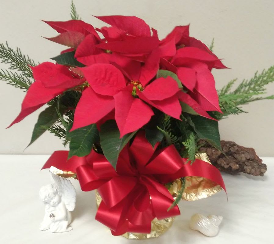 Christmas Poinsettia Plant in a 6&quot;  pot - A tried-and-true holiday favorite, our poinsettia plant brings the beauty of the season to life with its vibrant red blooms and rich green leaves.