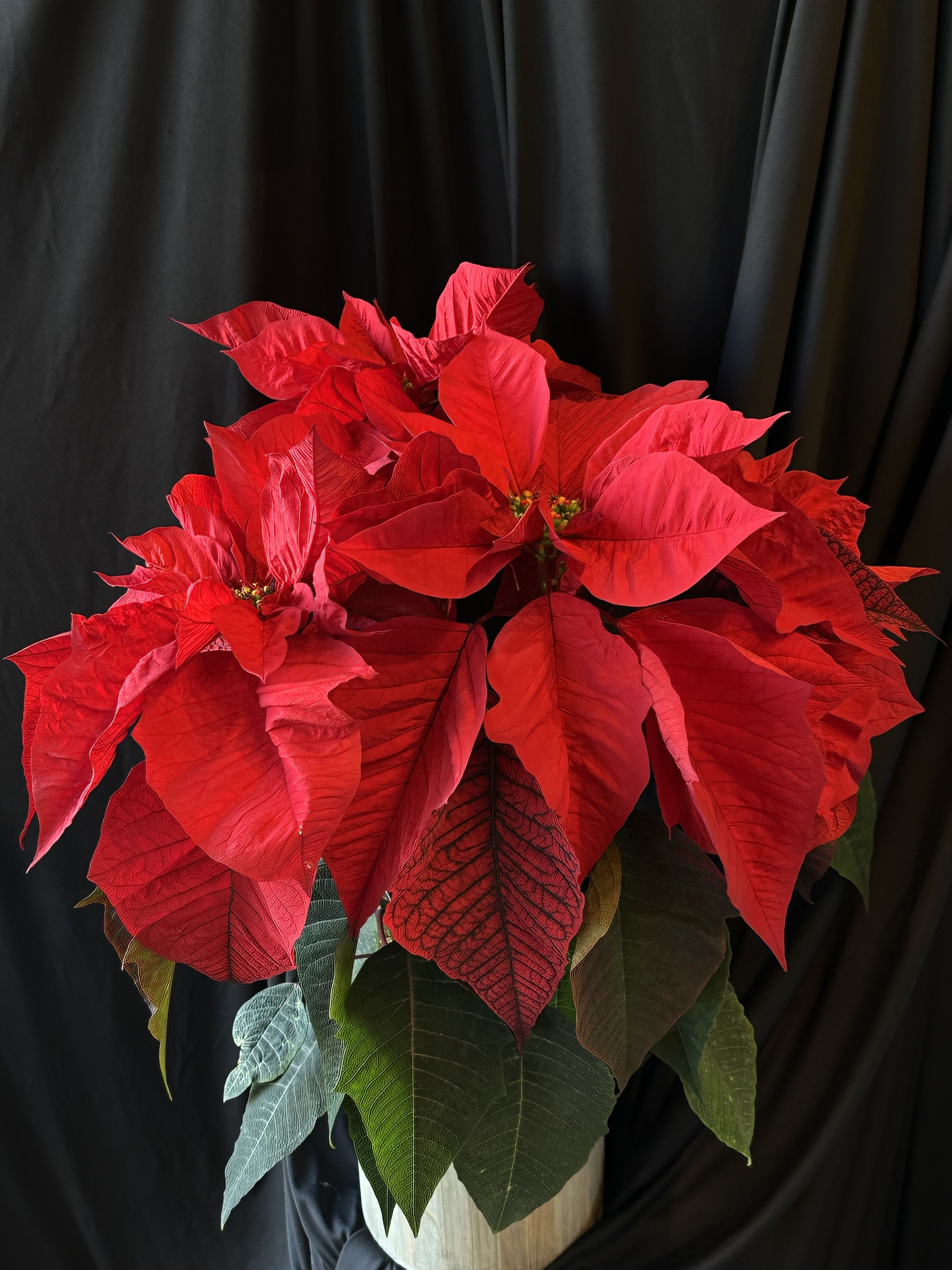 Large Poinsettia - 8" potted poinsettia festively decorated.