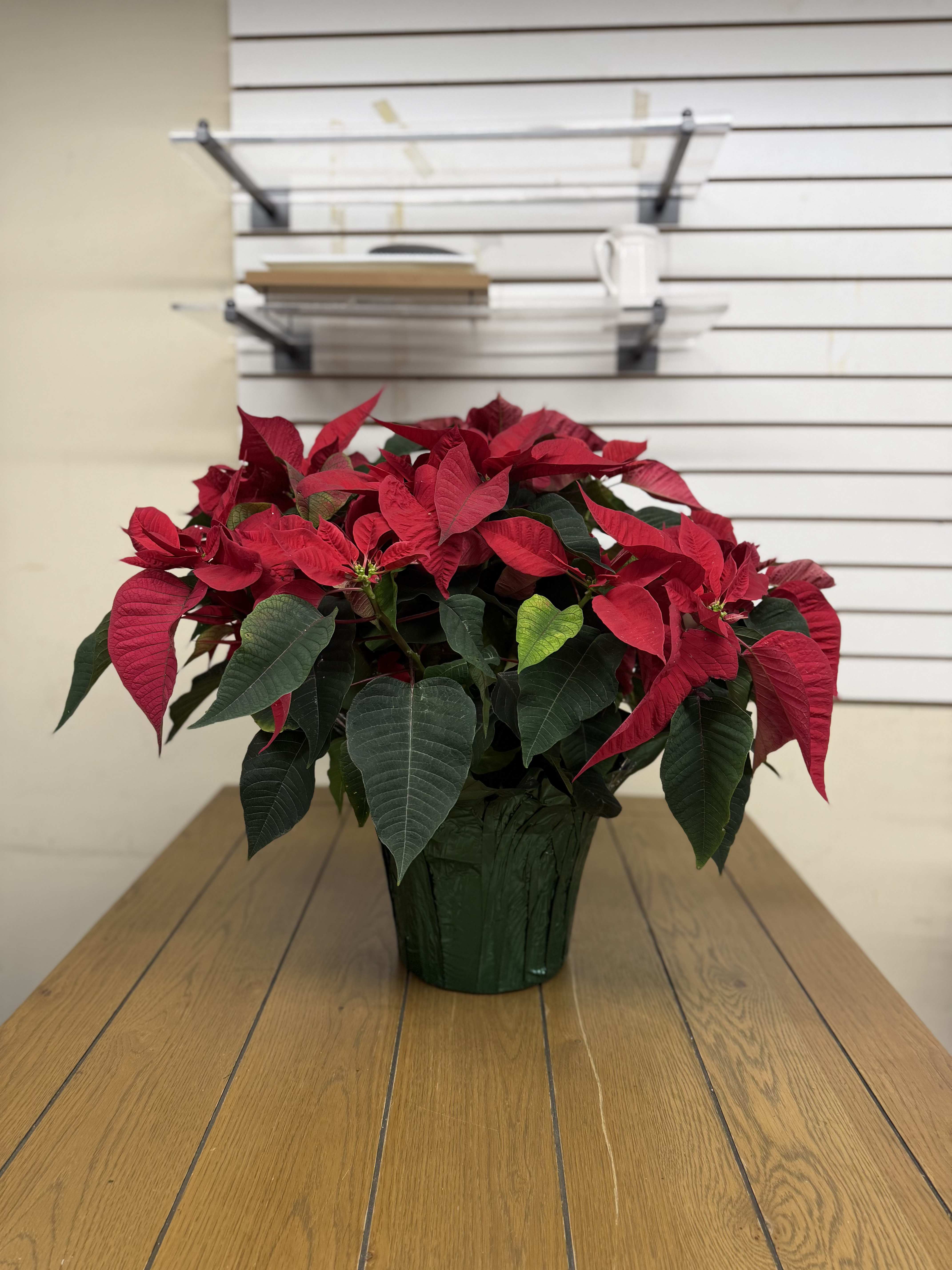 10" Poinsettia - Perfect for a holiday gift, or to decorate your home!  Fills up a nice corner, or wherever you need some holiday color.  Please specify color preference from our options! : Red, Pink, White, Marble