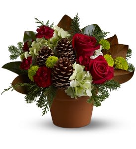 Countryside Christmas - Give all the charm of a countryside Christmas this year with a rustic mix of lush red roses amidst chartreuse and burgundy blooms, accented with natural pinecones and magnolia leaves, and tucked in a terra cotta pot. A lovely gesture for the holidays.  A mix of red roses, green button spray chrysanthemums and hydrangea and burgundy carnations – accented with evergreens, pine cones and magnolia leaves – is arranged in a terra cotta pot.  Approximately 13" (W) x 10.5" (H)  Orientation: All-Around  As Shown : TFWEB465