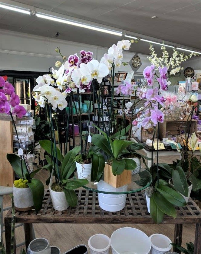 Orchid Plants - We have a good assortment of potted orchid plants in our store. Stop by or give us a call to check on what colors are available! Orchids, dressed up and in nice containers. Unique &amp; Perfect!