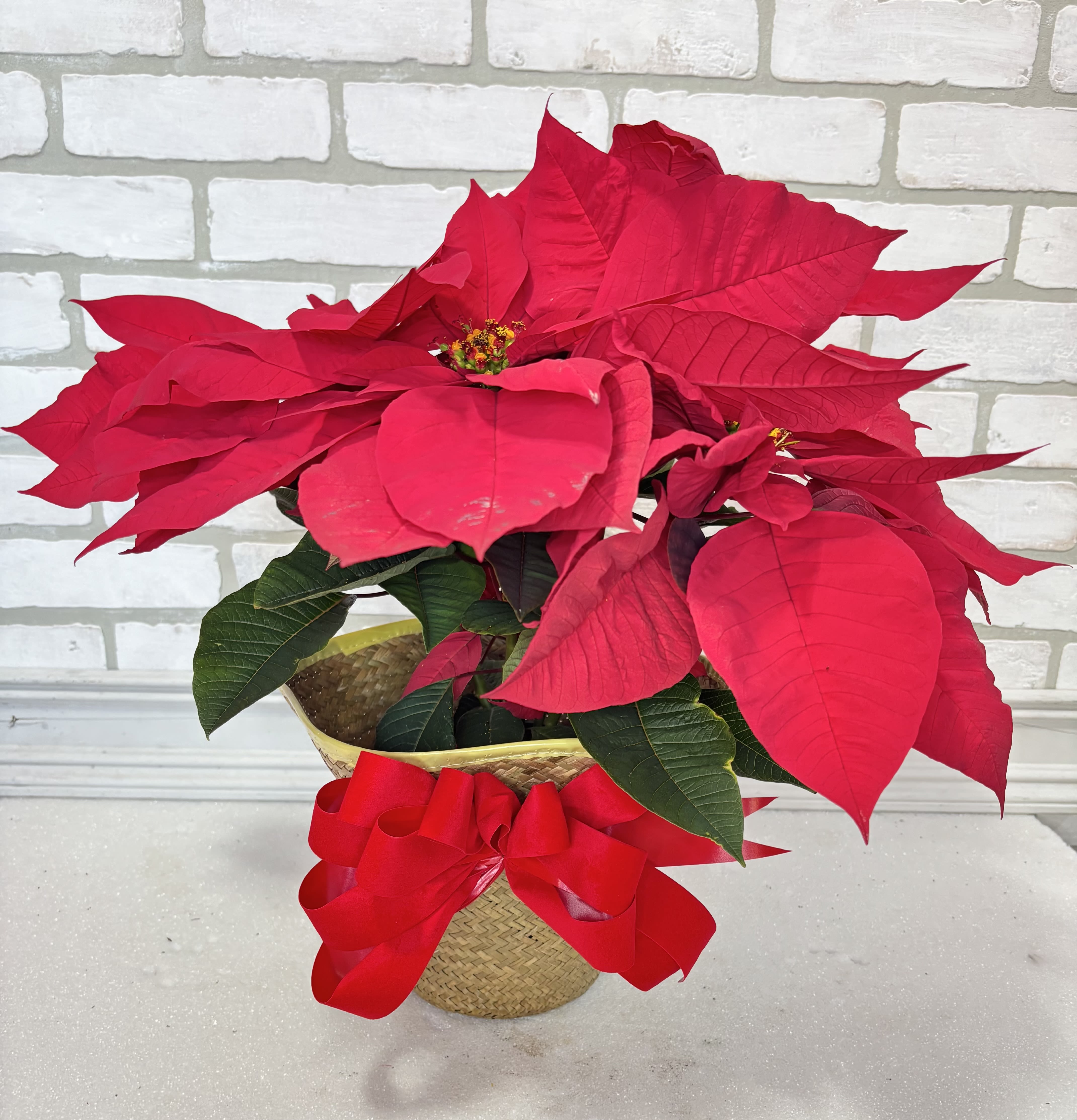 Poinsettia - The perfect way to wish someone a Merry Christmas. Presented in a wicker cover and festive bow. Poinsettias will not be in until after Thanksgiving. The first date available for delivery or pick-up is November 30.  **Please specify color: Red, white, pink or marble.**